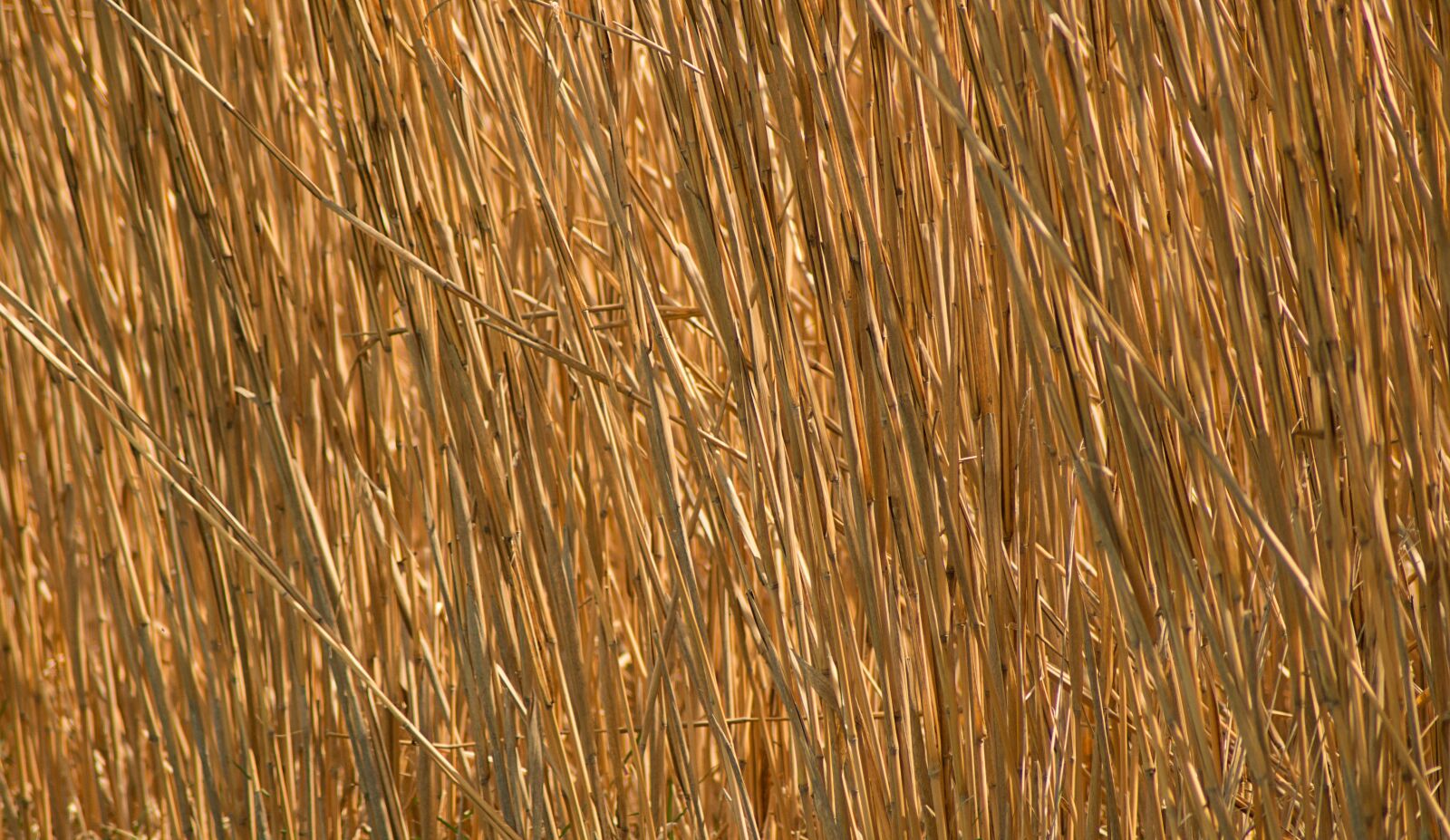 Sony SLT-A57 sample photo. Background, straw, golden photography