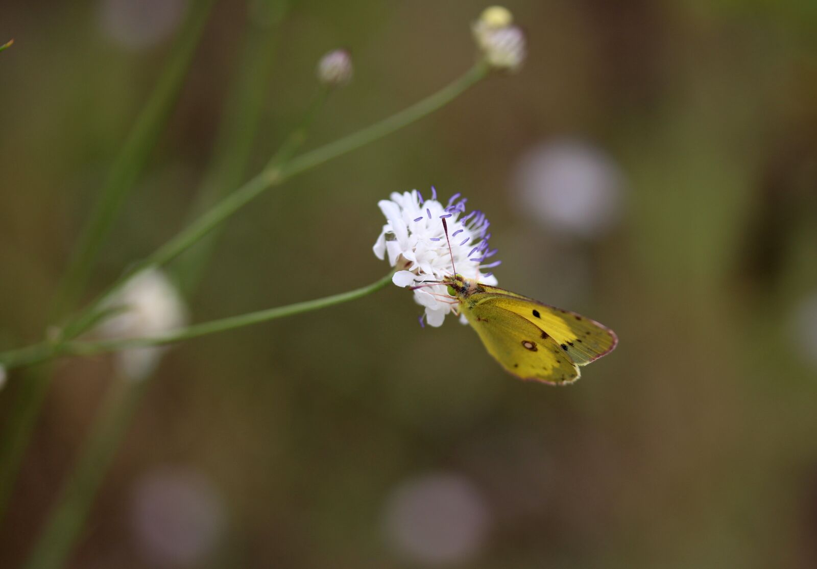Canon EF-S 60mm F2.8 Macro USM sample photo. Butterfly, yellow, flower photography