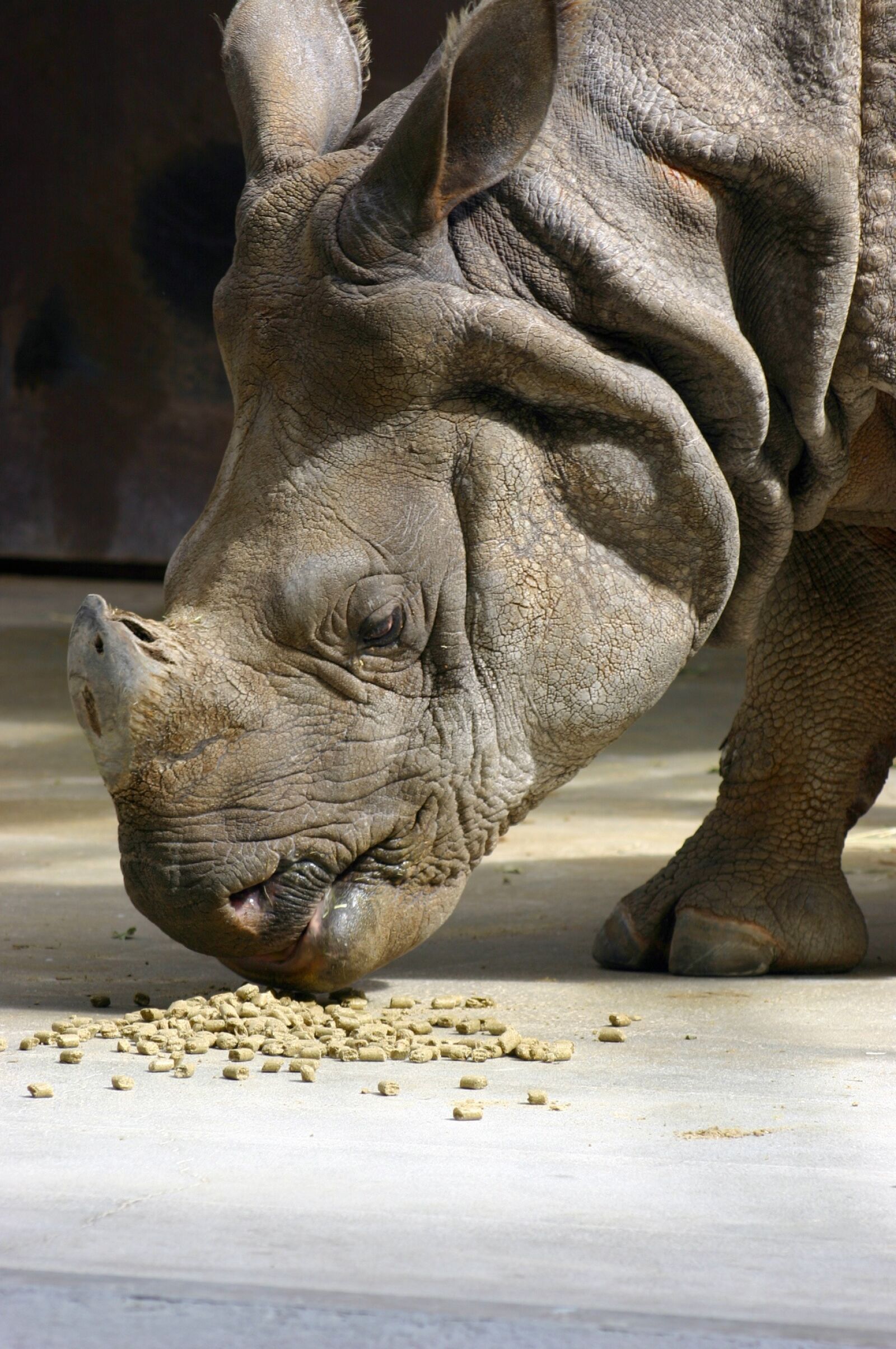 Canon EOS 300D (EOS Digital Rebel / EOS Kiss Digital) sample photo. Rhino, animal, zoo photography