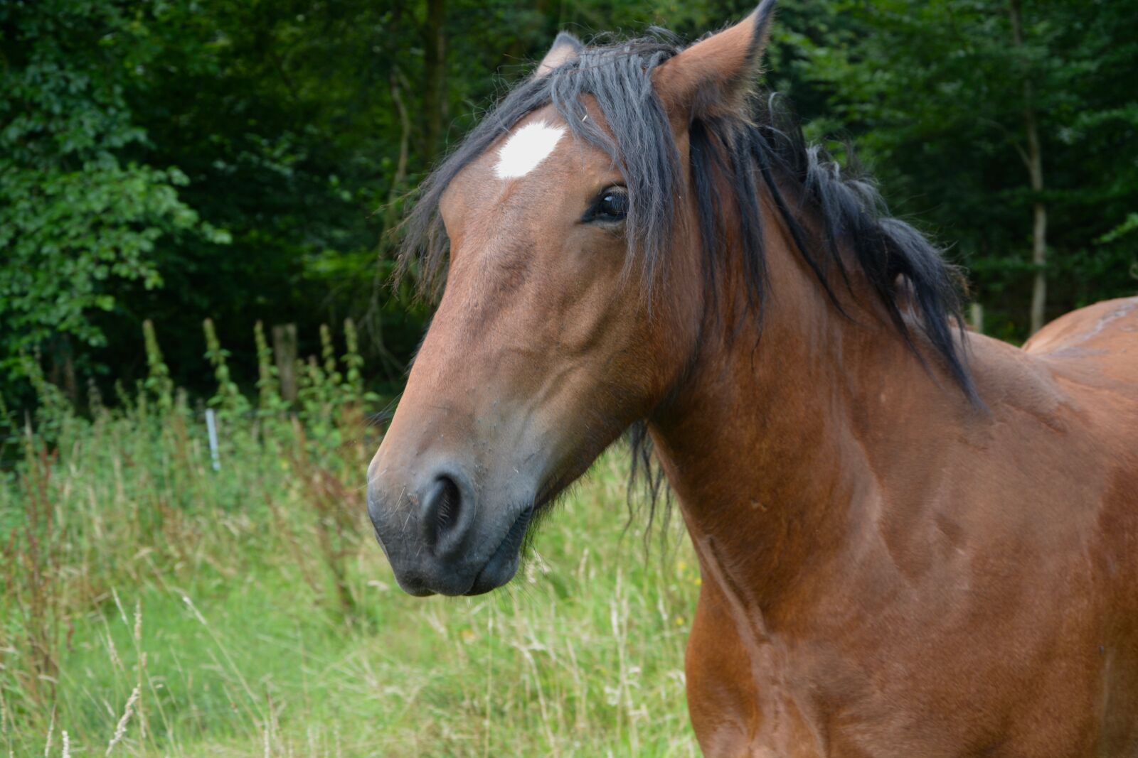 Nikon D5200 sample photo. Horse, young, gelding photography