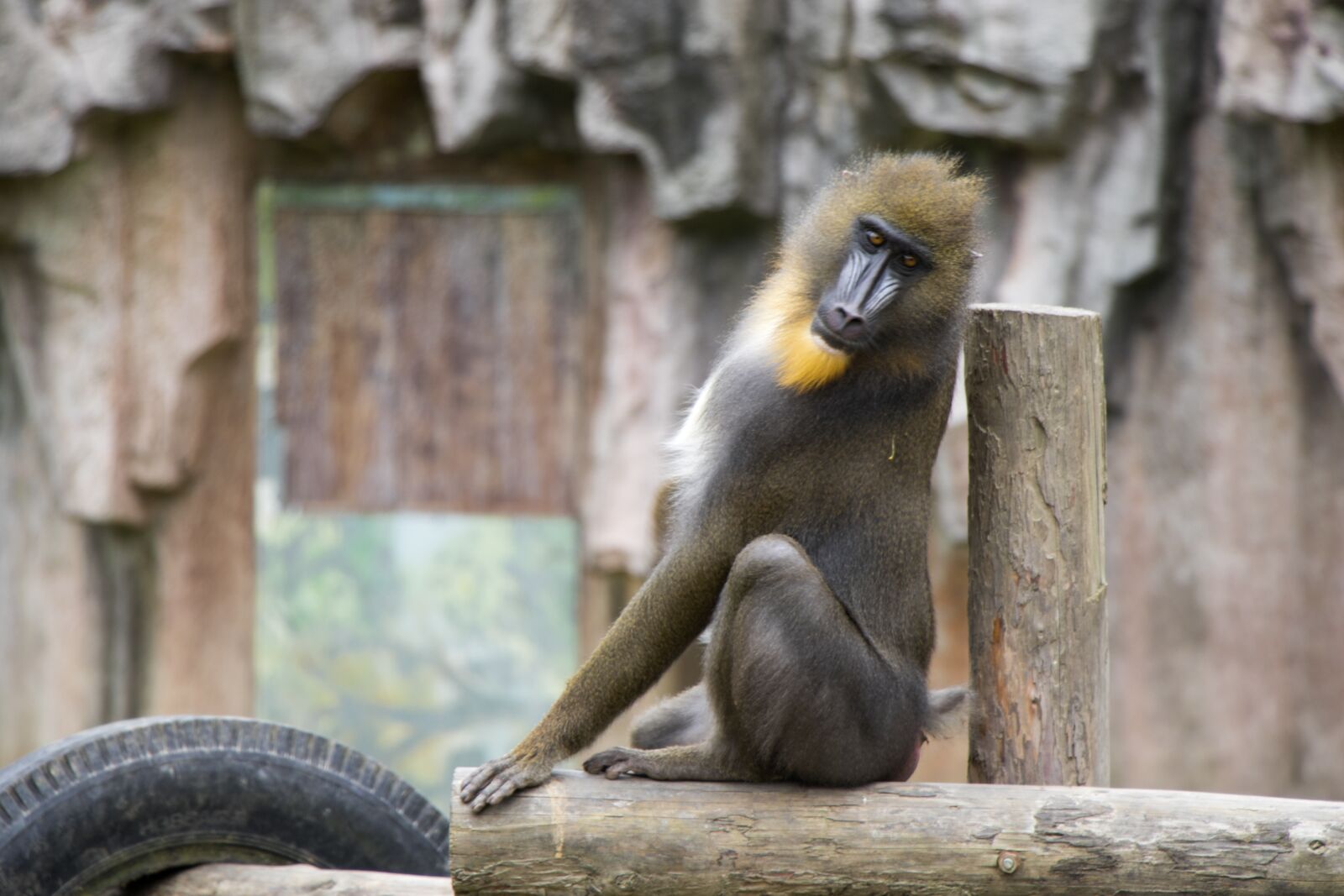 Canon EOS 7D Mark II sample photo. Orangutan, wildlife photography