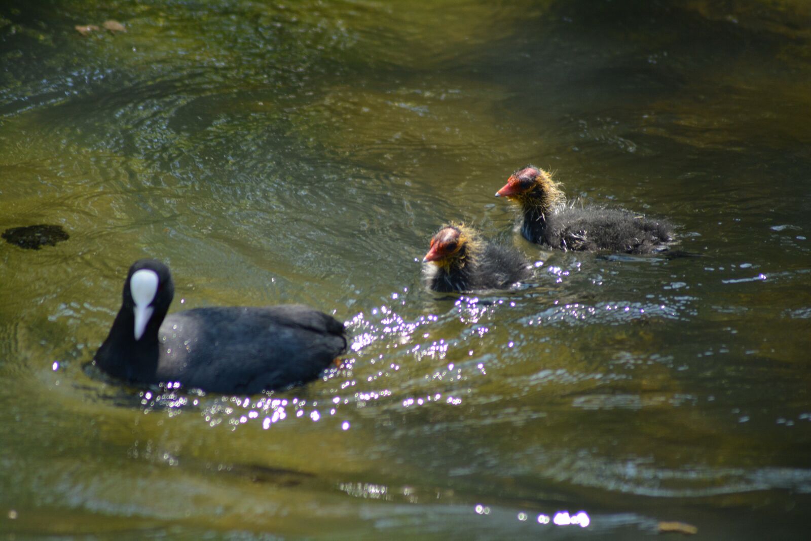 Nikon D5200 sample photo. Bird, coots, macroulles photography