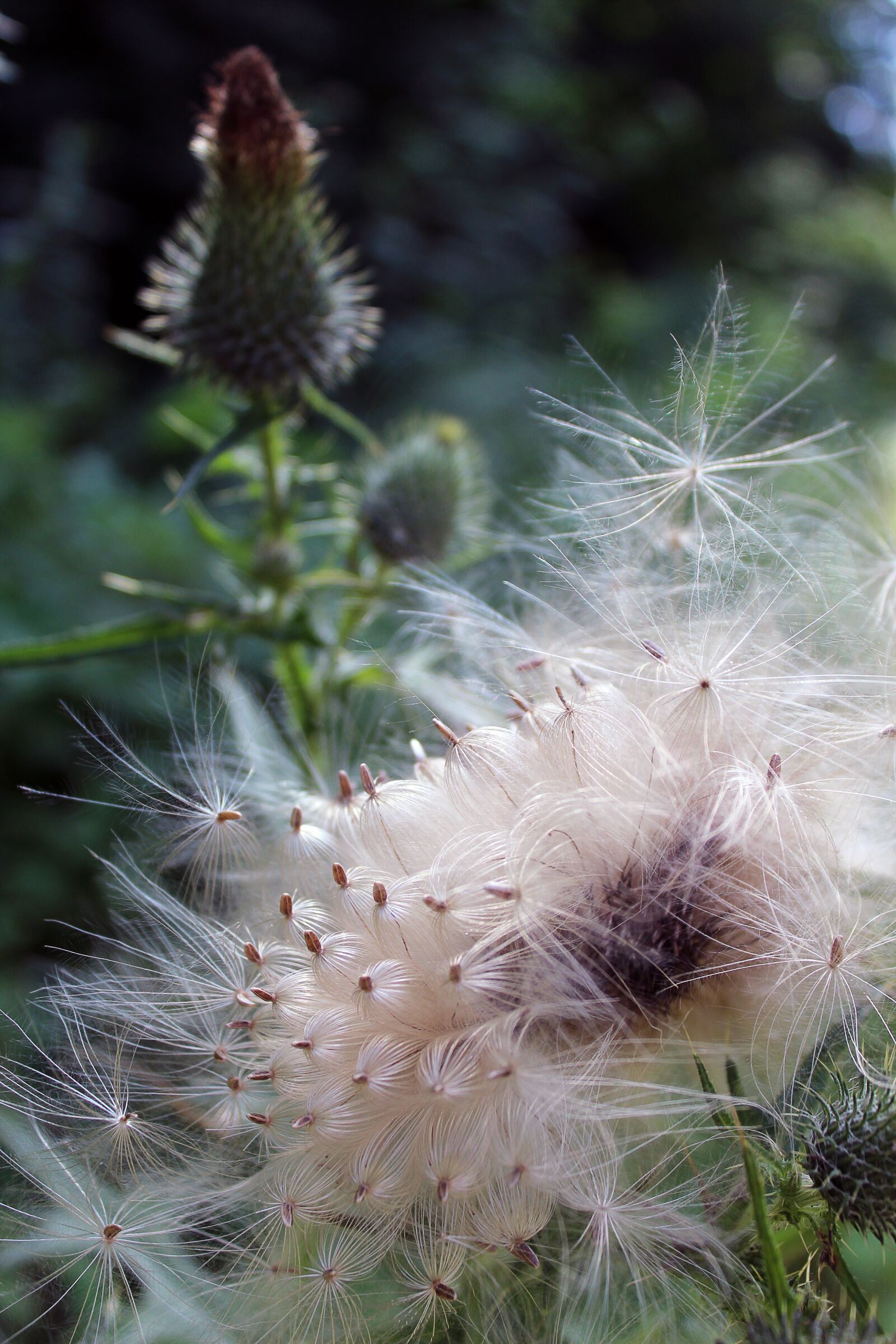 Canon EOS 600D (Rebel EOS T3i / EOS Kiss X5) sample photo. Thistle, seeds, slightly photography