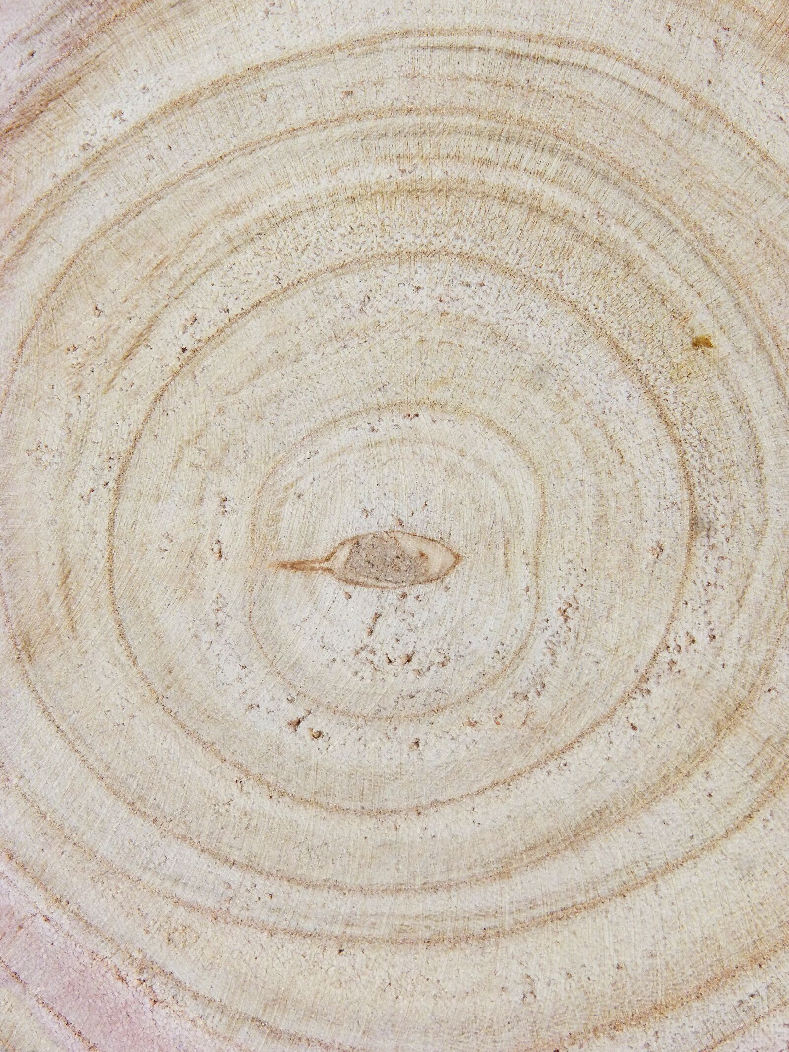 Panasonic DMC-FZ62 sample photo. Age, concentric circles, trunk photography