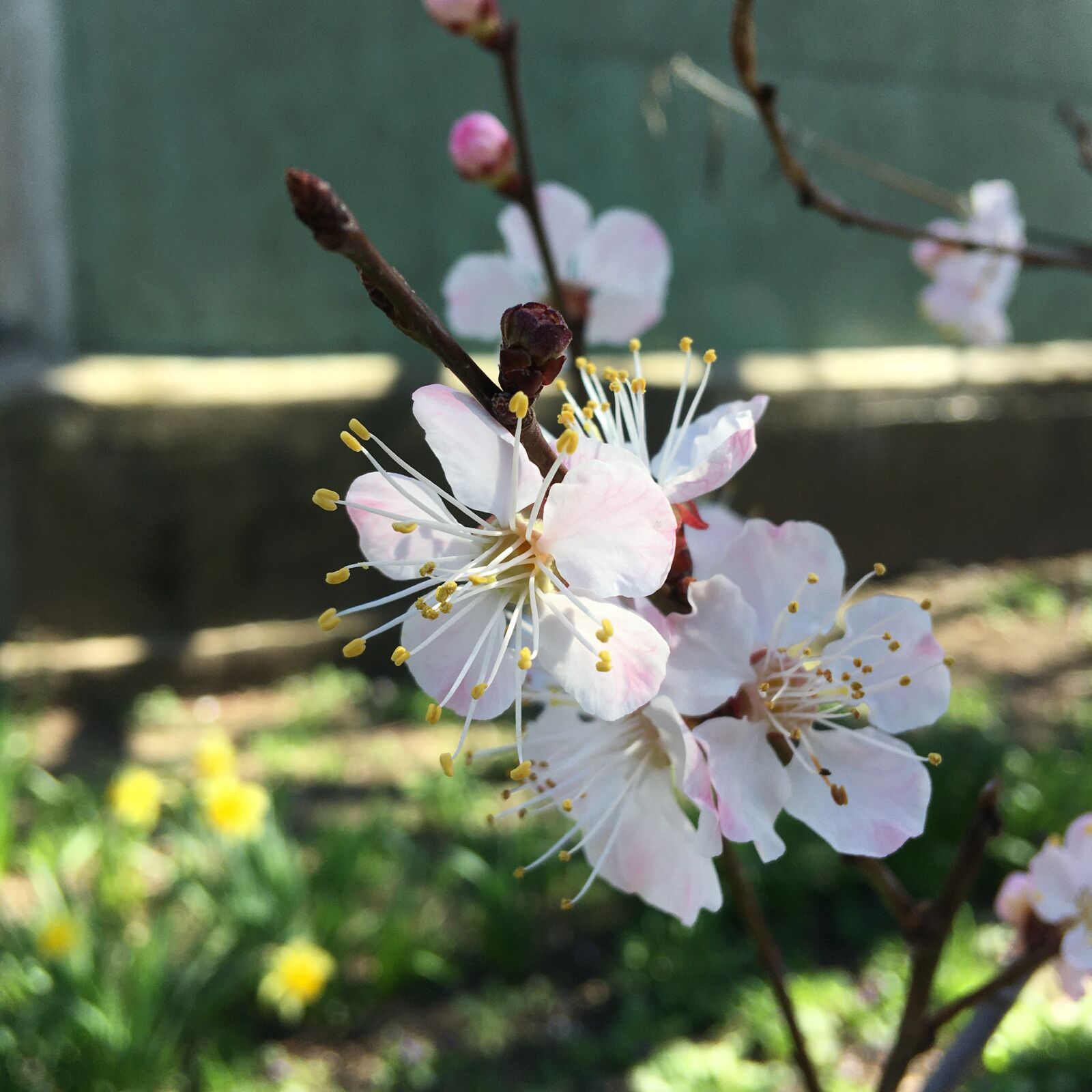 iPhone SE back camera 4.15mm f/2.2 sample photo. Cherry, sakura, spring photography
