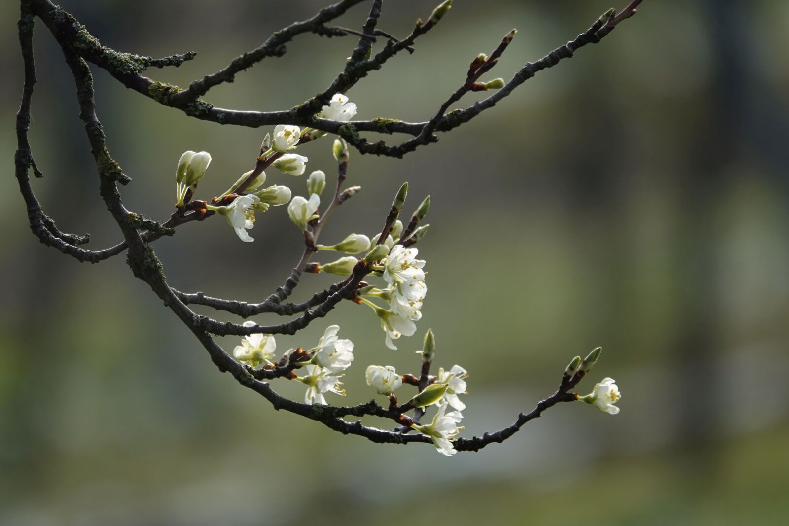 Sony Cyber-shot DSC-RX10 IV sample photo. Flowering twig, spring, bloom photography