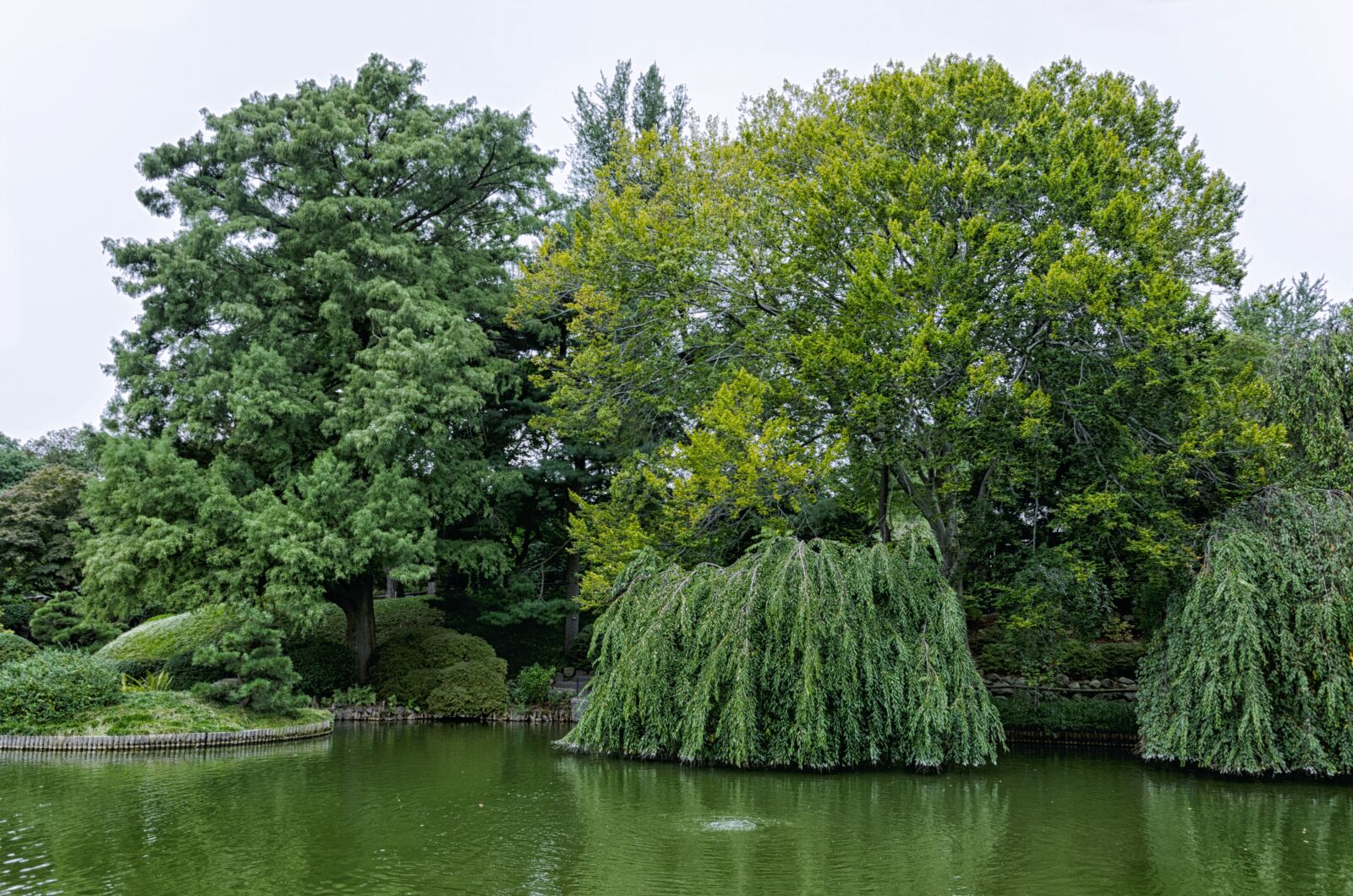 Nikon D5100 sample photo. Tree, nature, park photography