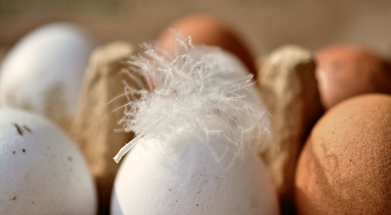 Nikon D5200 sample photo. Egg, hen's egg, bio photography