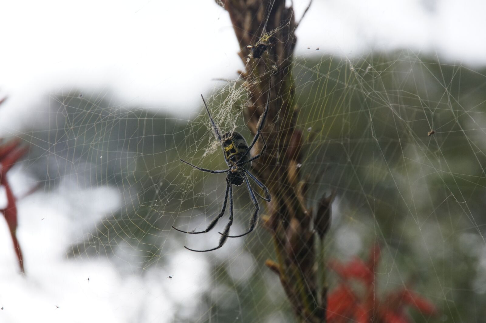 Sony DT 18-250mm F3.5-6.3 sample photo. Spider, web, spiderweb photography