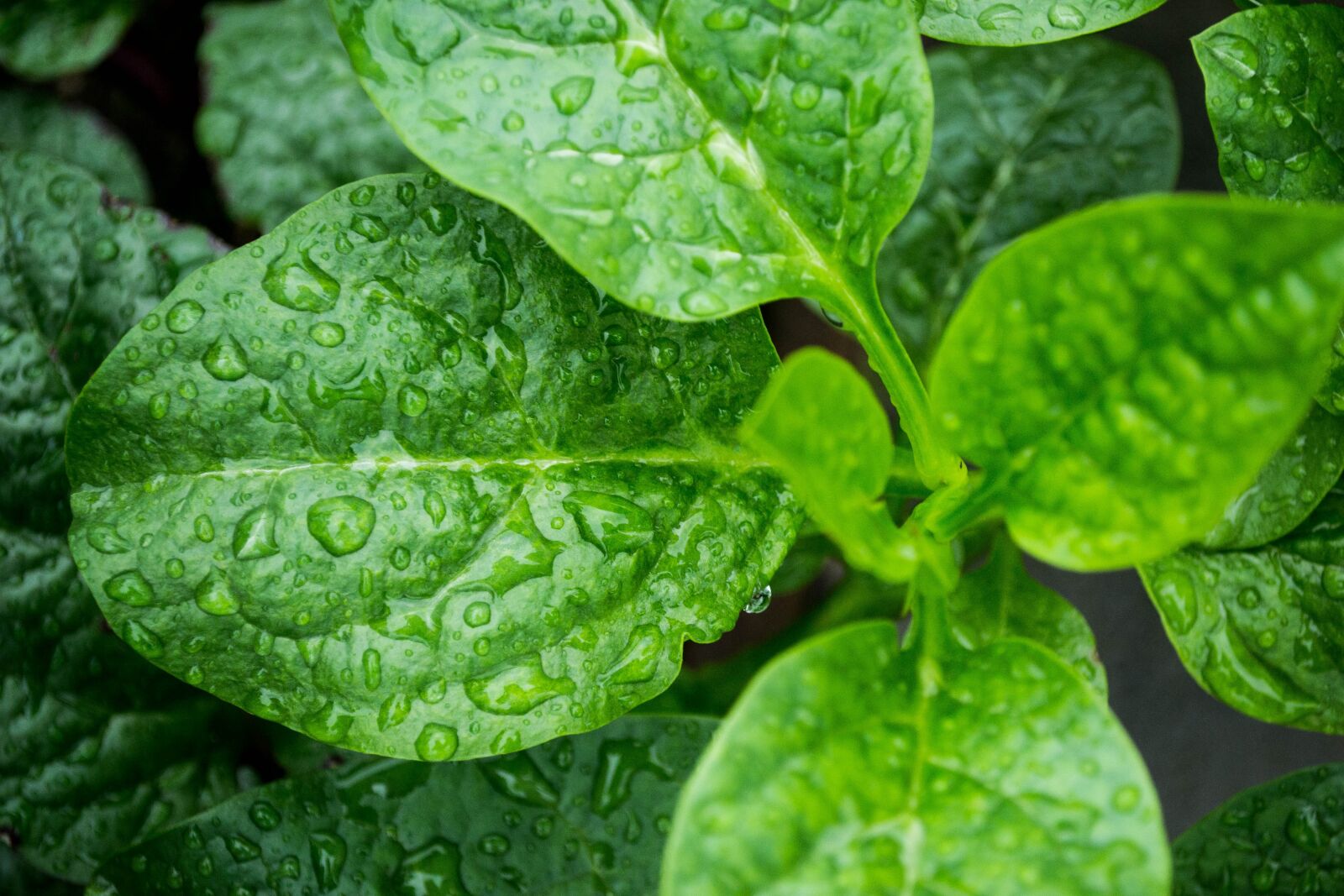 Nikon D3100 sample photo. Vegetables, plant, g photography