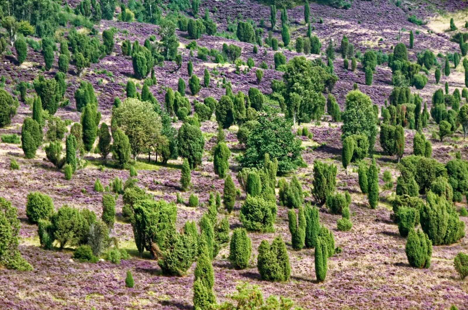 Nikon D7000 sample photo. Germany, l neburg heath photography