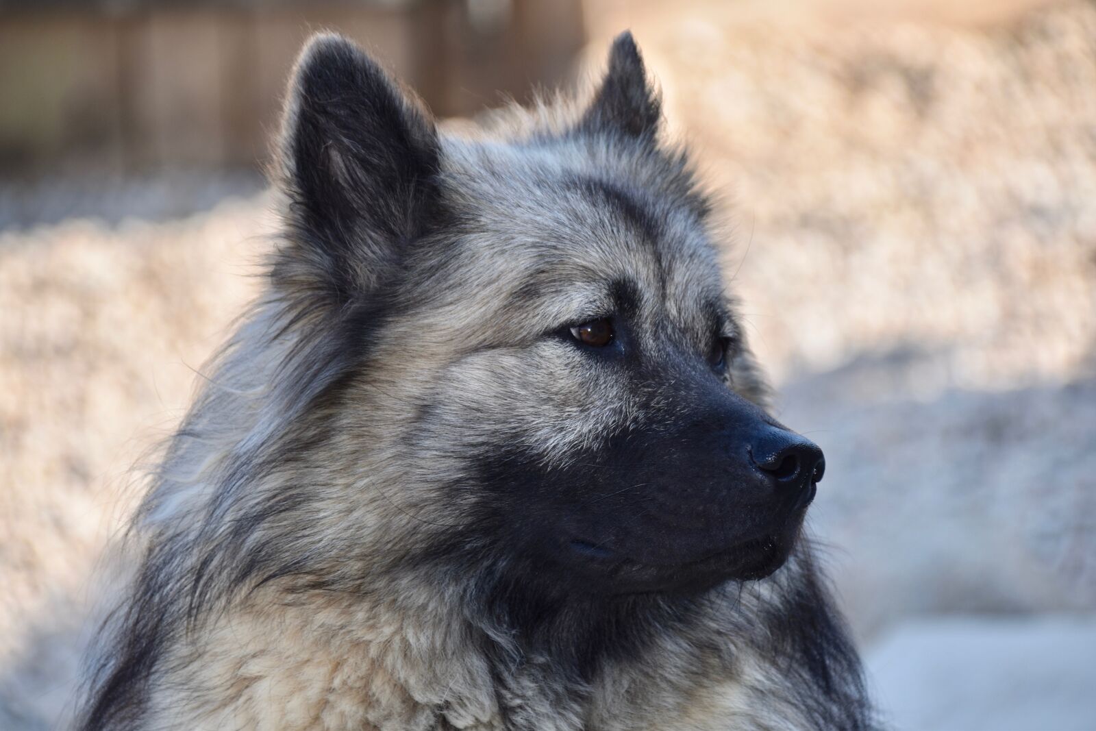 Nikon D5600 sample photo. Dog, bitch, dog eurasier photography