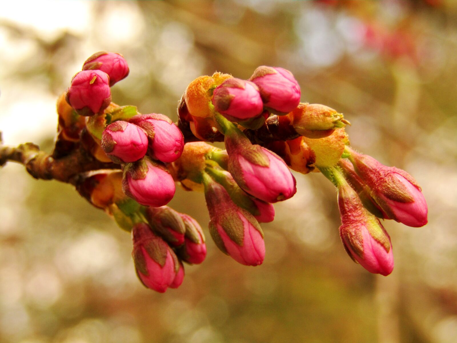 Canon POWERSHOT SX432 IS sample photo. Bud, japan, cherry photography
