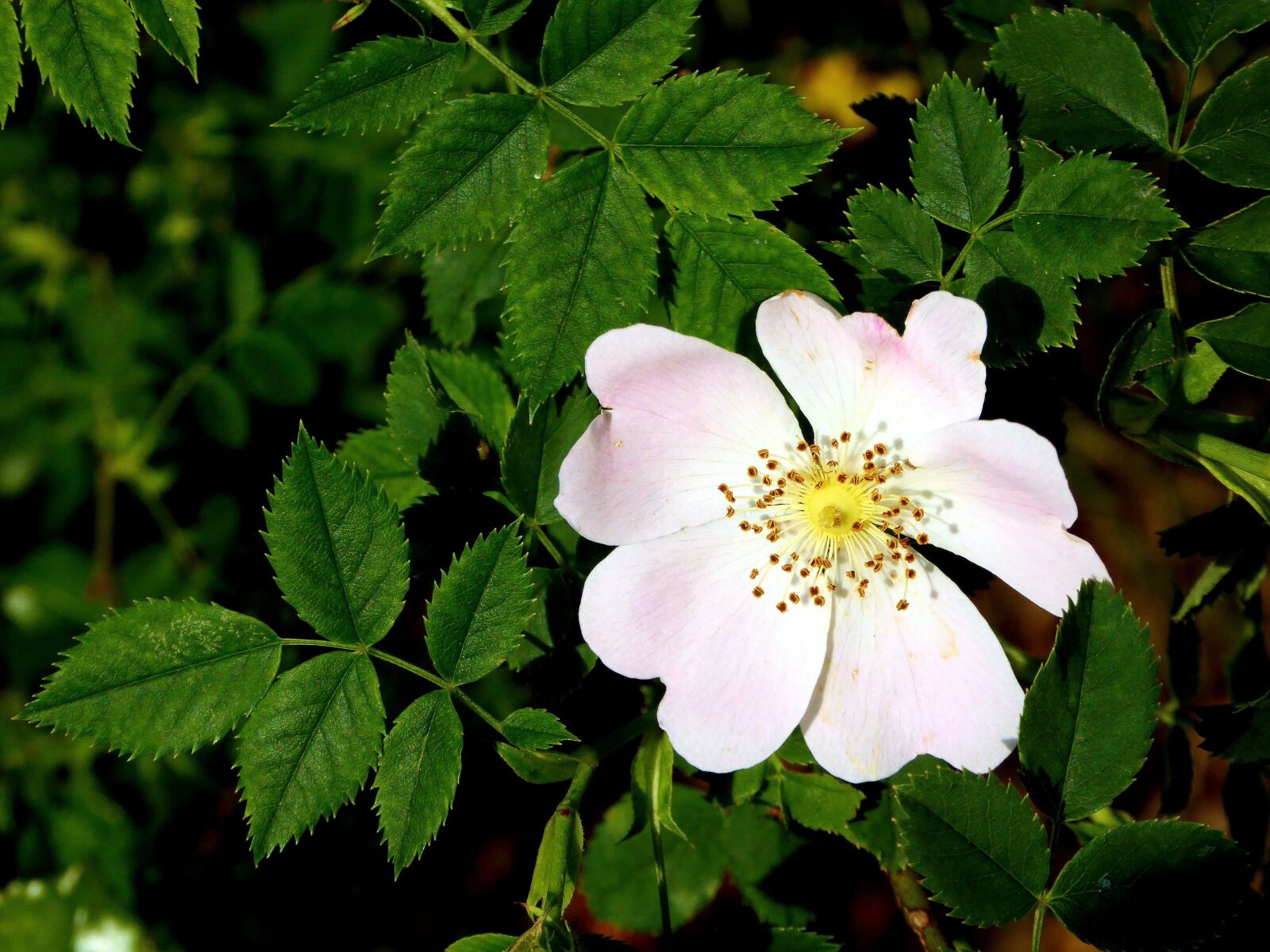 Panasonic DMC-TZ61 sample photo. Wild rose, pink, blossom photography