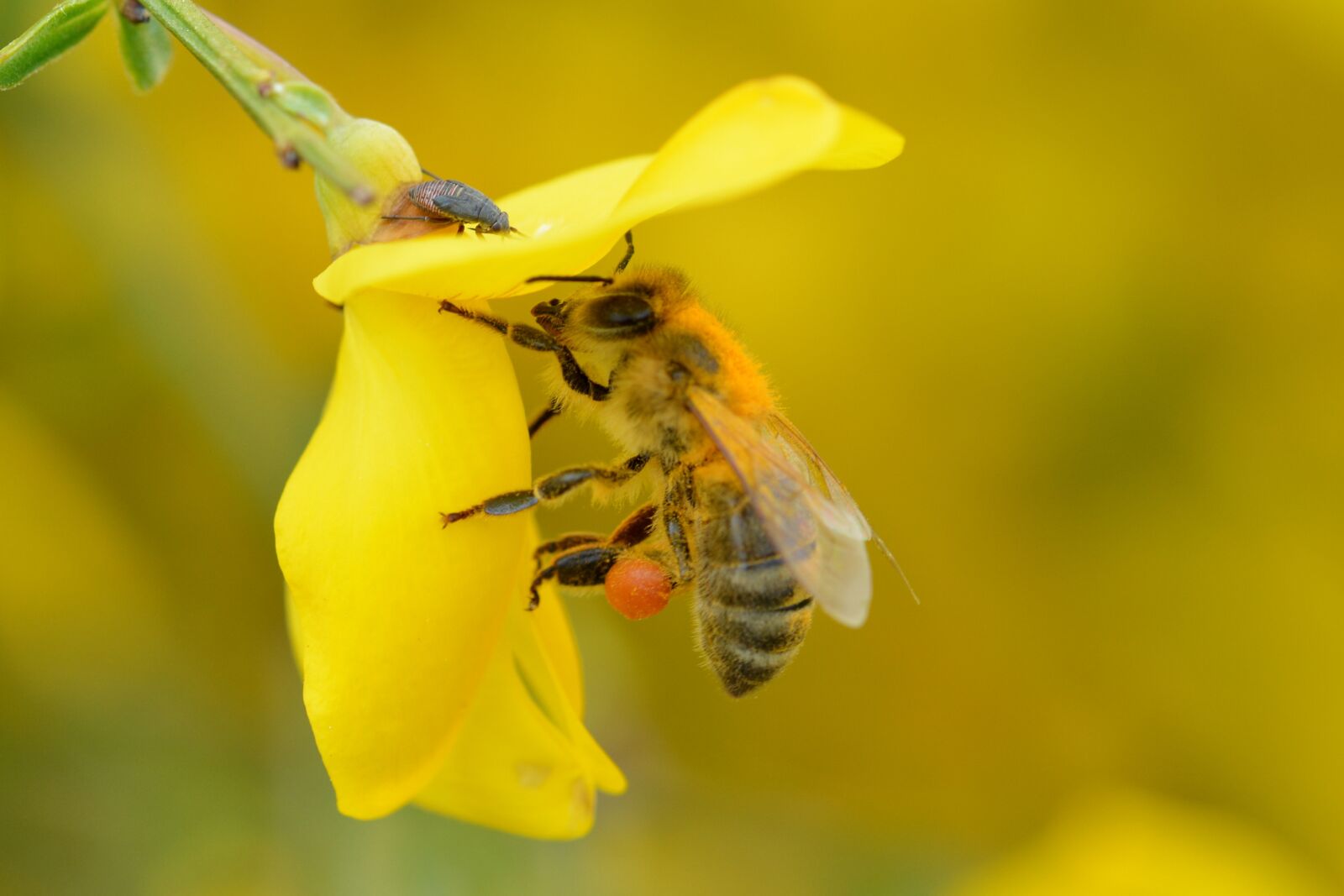 Nikon D5200 sample photo. Bee, was the most photography
