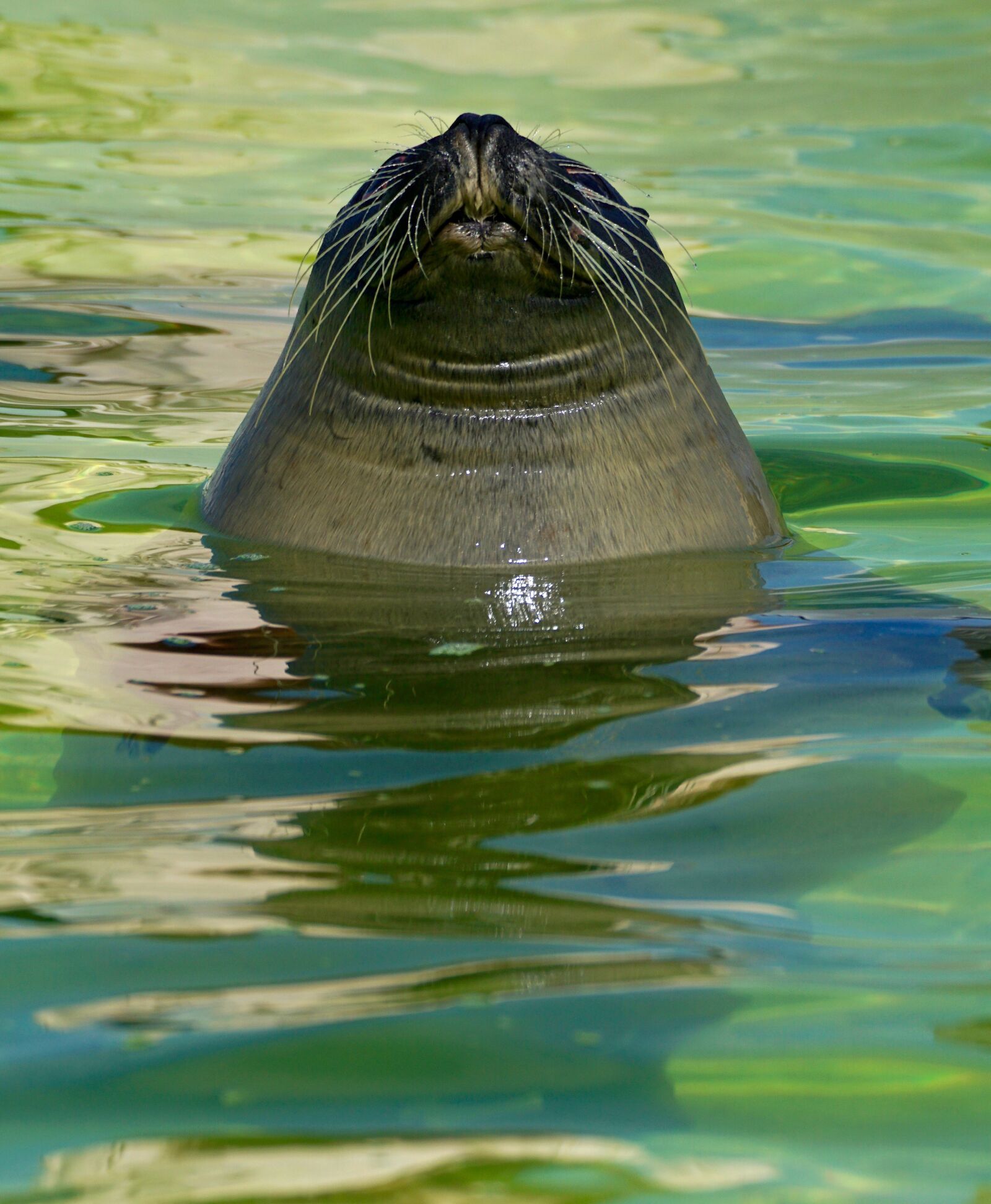 Sony DT 55-300mm F4.5-5.6 SAM sample photo. Seal, aquarium, water photography