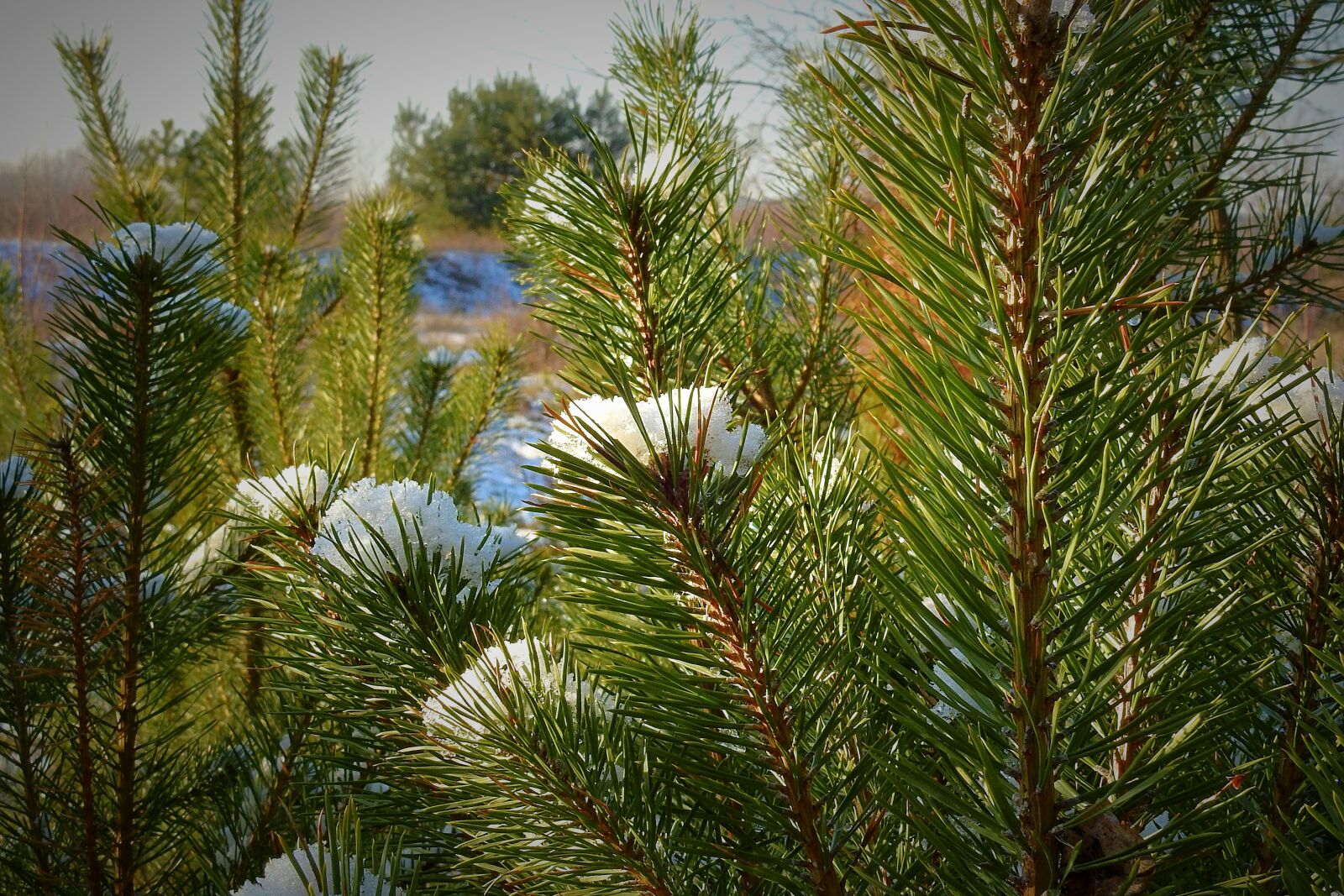 Nikon Coolpix P900 sample photo. Pine, snow, coniferous photography