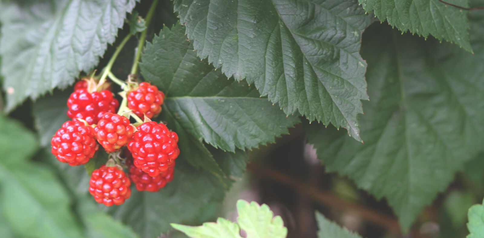 Canon EOS 7D + Canon EF 85mm F1.8 USM sample photo. Berry, bush, fruit, plant photography