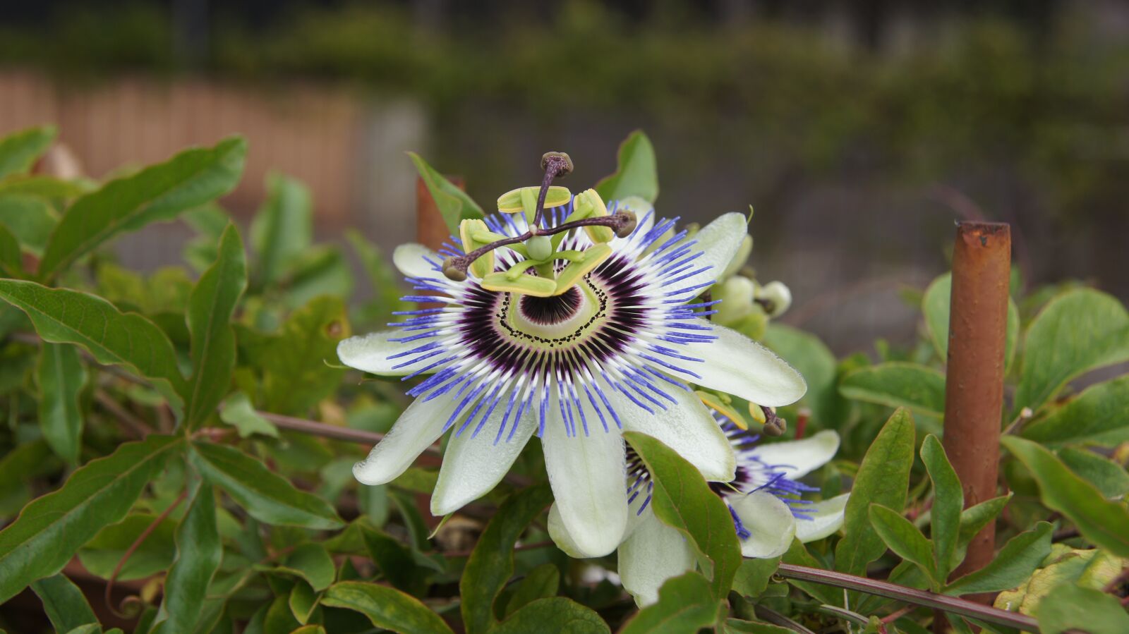 Sony SLT-A55 (SLT-A55V) sample photo. Passion flower, plant, blossom photography