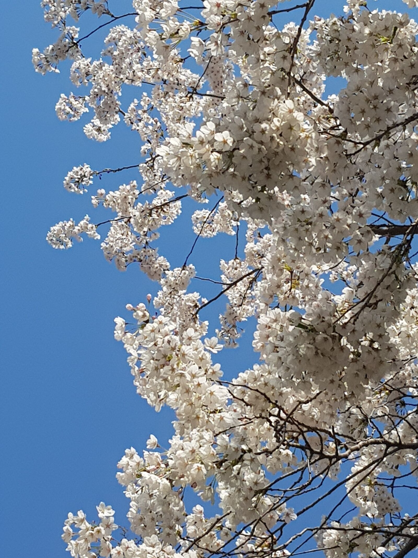 Samsung Galaxy S8+ sample photo. Beoc flowers, sky, flock photography