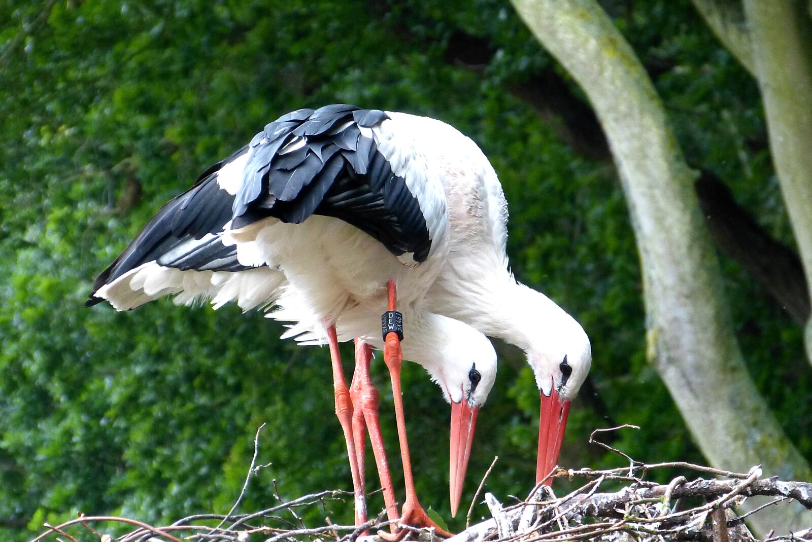 Panasonic Lumix DMC-FZ150 sample photo. Storks, stork, bird photography