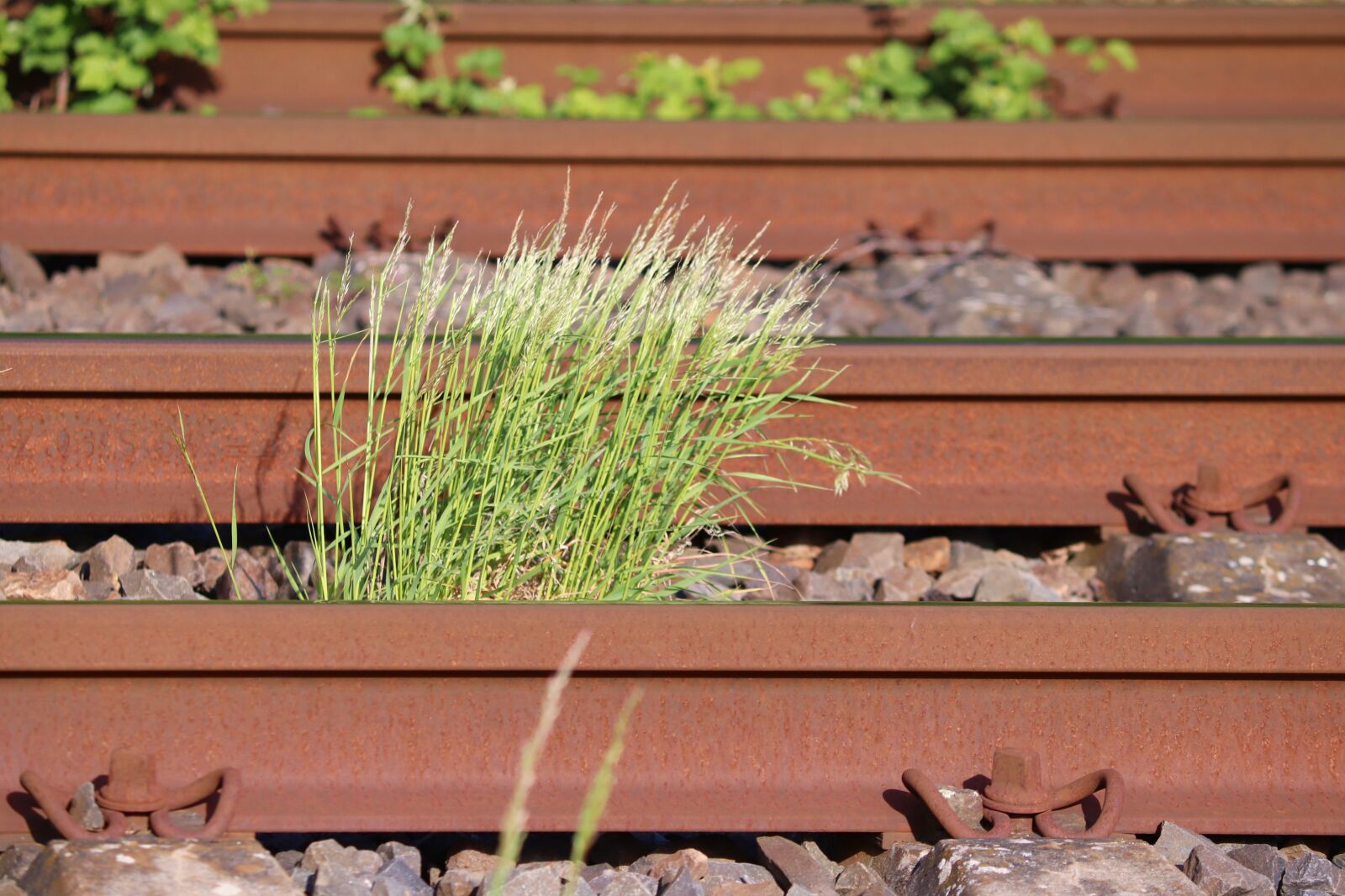 Canon EOS 200D (EOS Rebel SL2 / EOS Kiss X9) sample photo. Gleise, railway, rails photography
