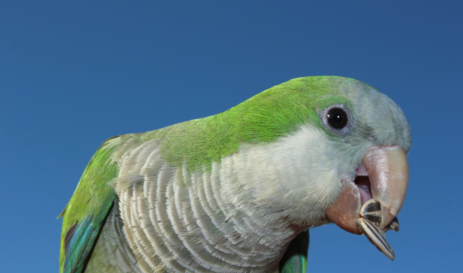 Canon EOS 600D (Rebel EOS T3i / EOS Kiss X5) sample photo. Monk parakeet, fuerteventura, parakeet photography