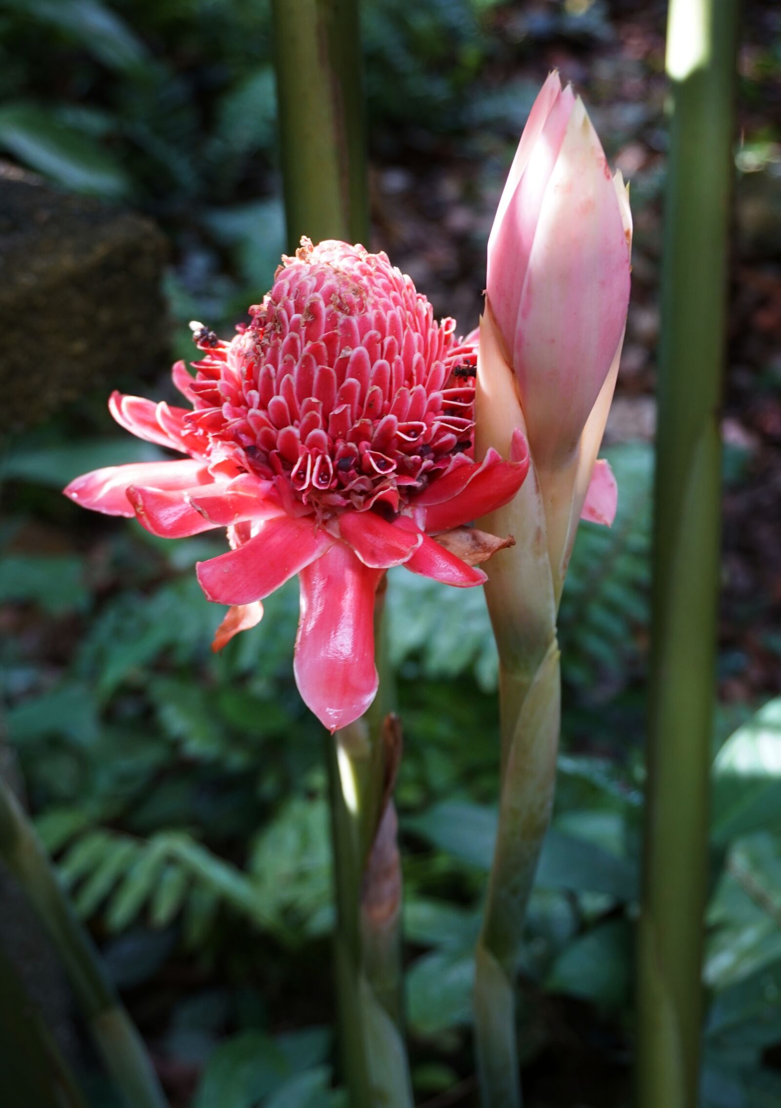 Sony a6300 sample photo. Tropical dahlia, dahlia, pink photography