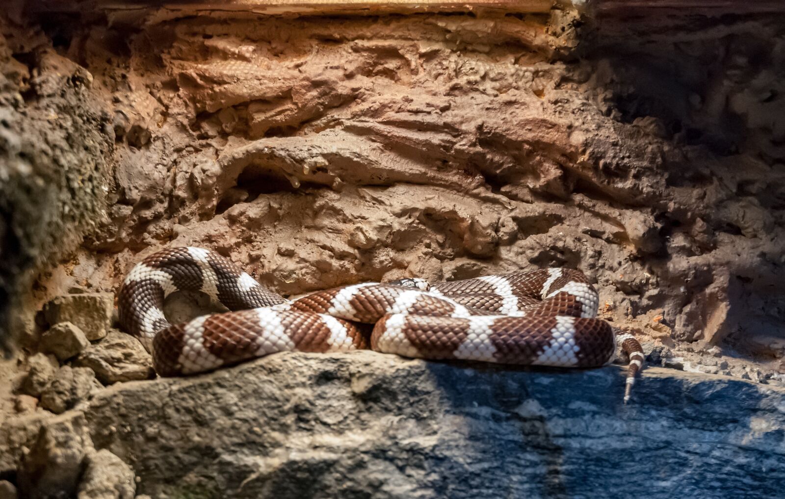 Nikon D80 sample photo. Snake, vivarium, reptile photography