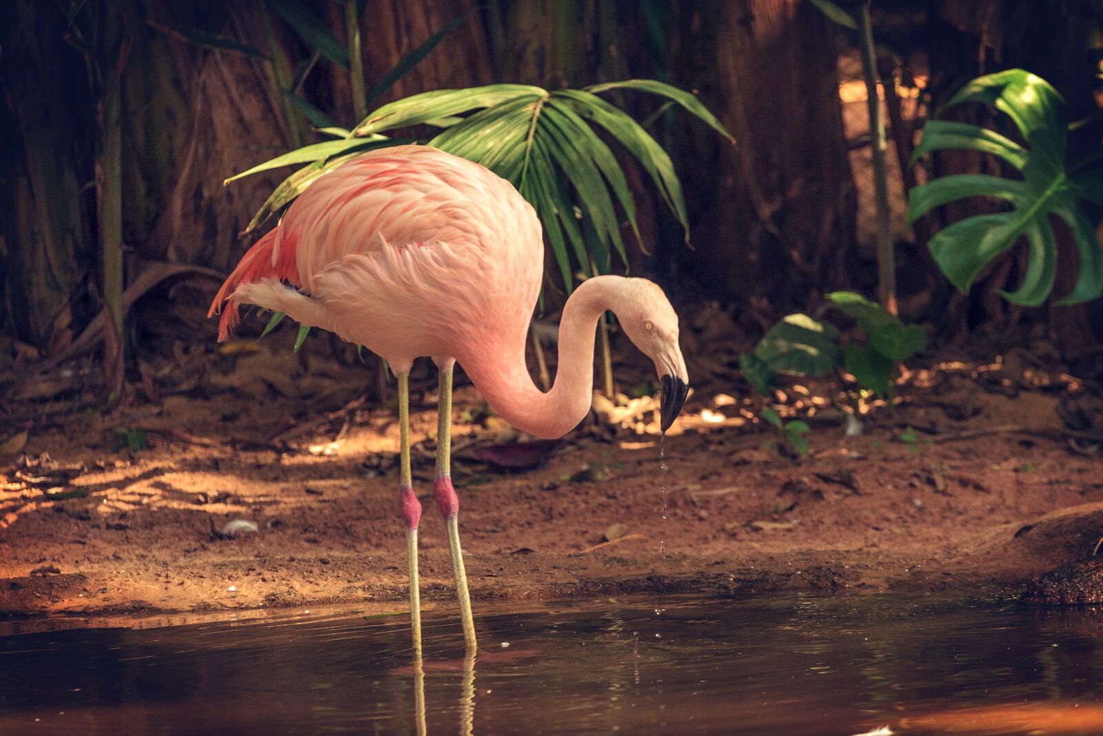 Canon EOS 60D sample photo. Animals, birds, nature photography