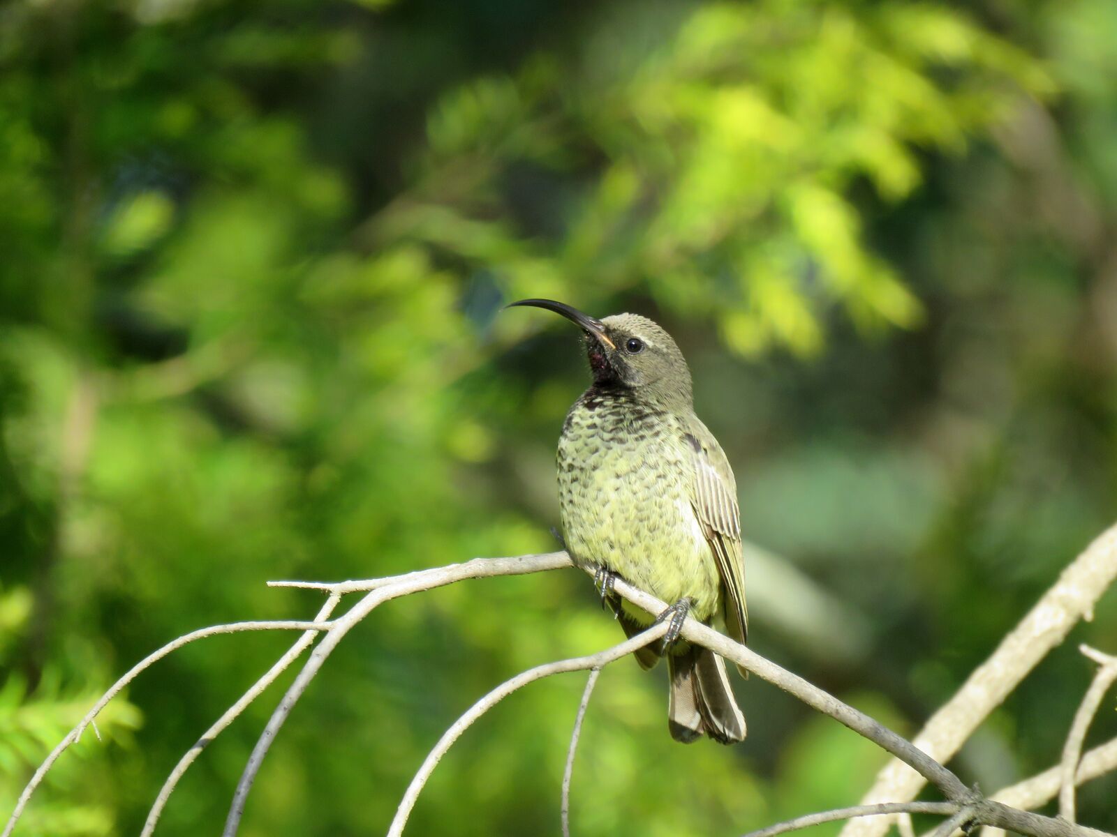 Canon PowerShot SX60 HS sample photo. Bird, sunbird, small bird photography