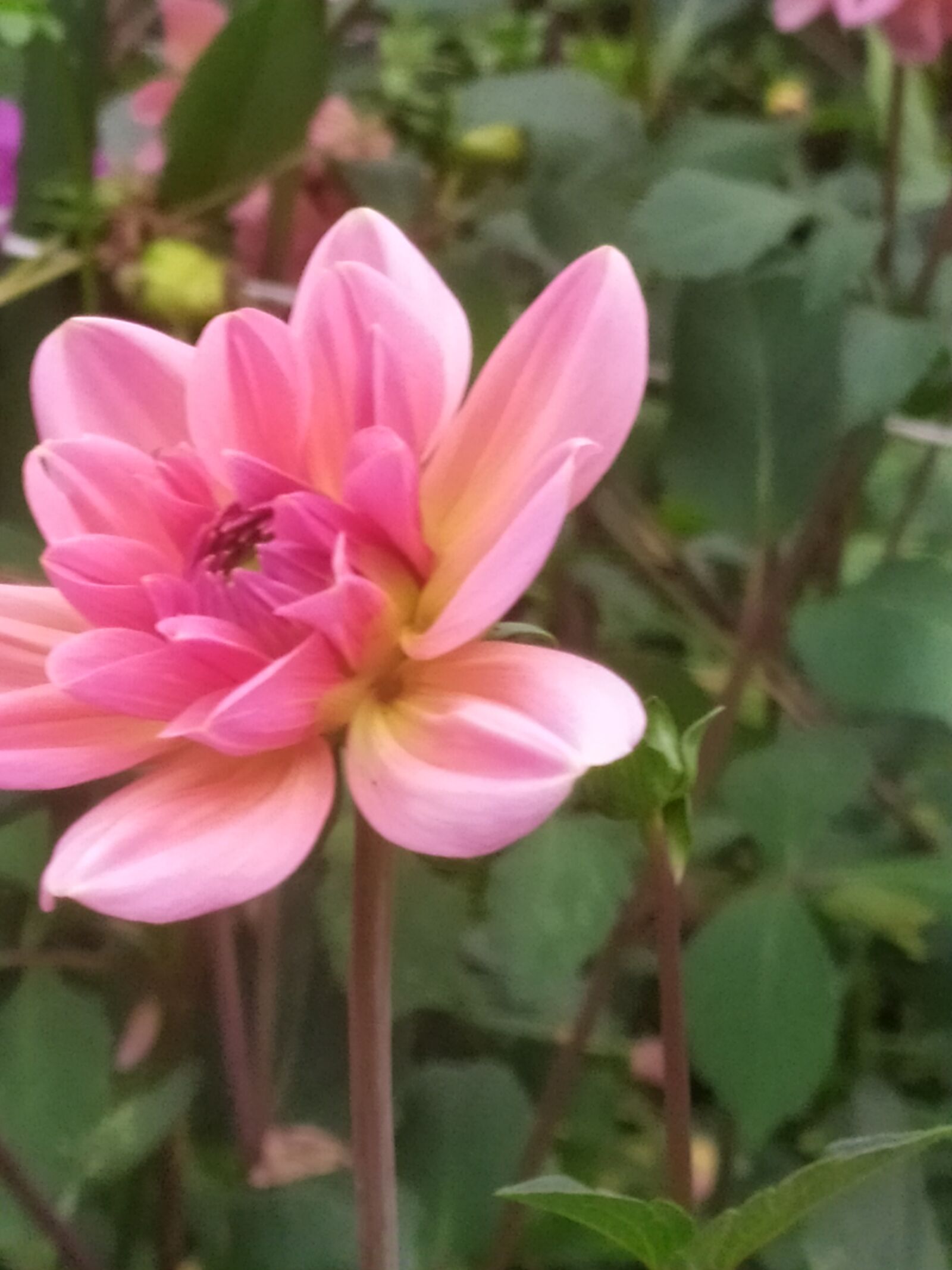 Xiaomi Redmi Note 7 sample photo. Nature, summer, flower photography