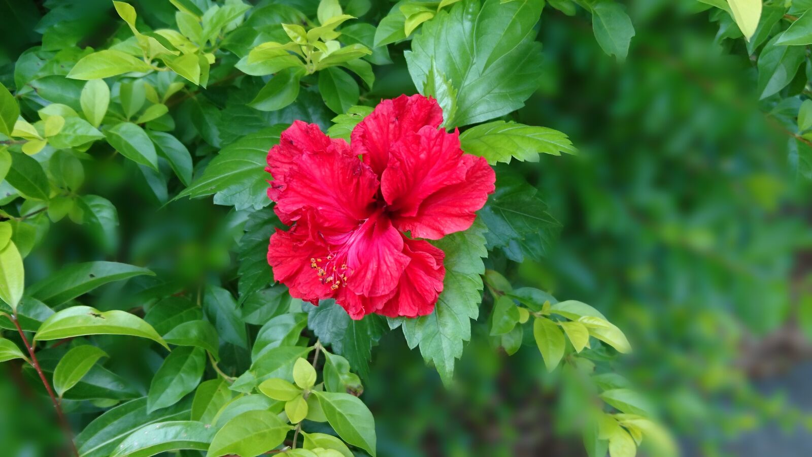 Sony Xperia Z5 sample photo. Hibiscus, fuso, big red photography