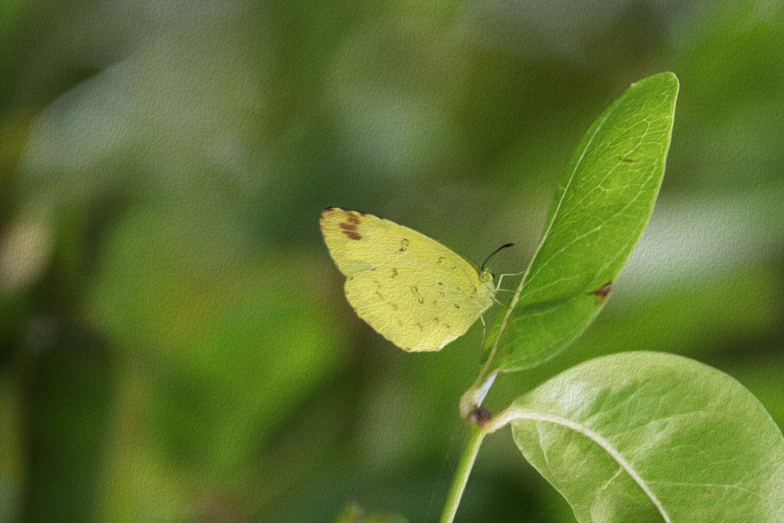 Canon EOS 250D (EOS Rebel SL3 / EOS Kiss X10 / EOS 200D II) sample photo. Nature, kerala, butterfly photography