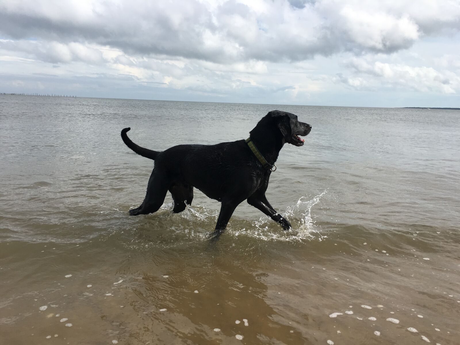 Apple iPhone 6s sample photo. Dog, swimming, bay photography