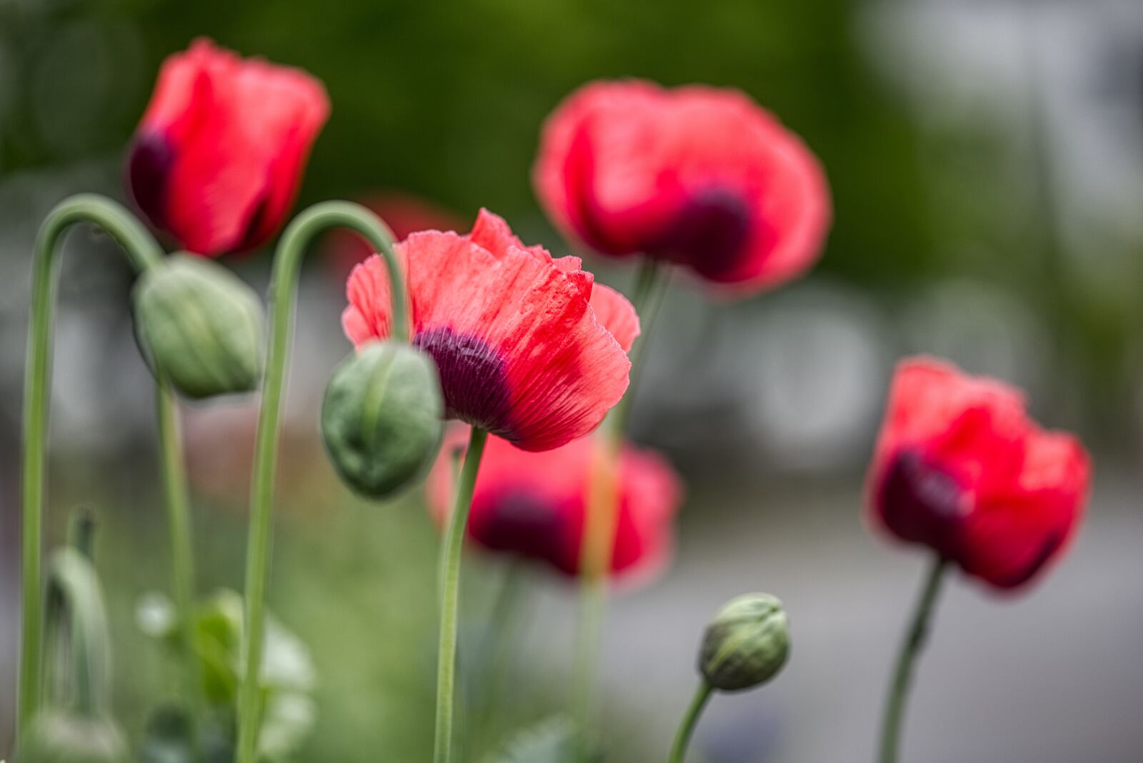 Nikon D750 sample photo. Poppies, meadow, side of photography
