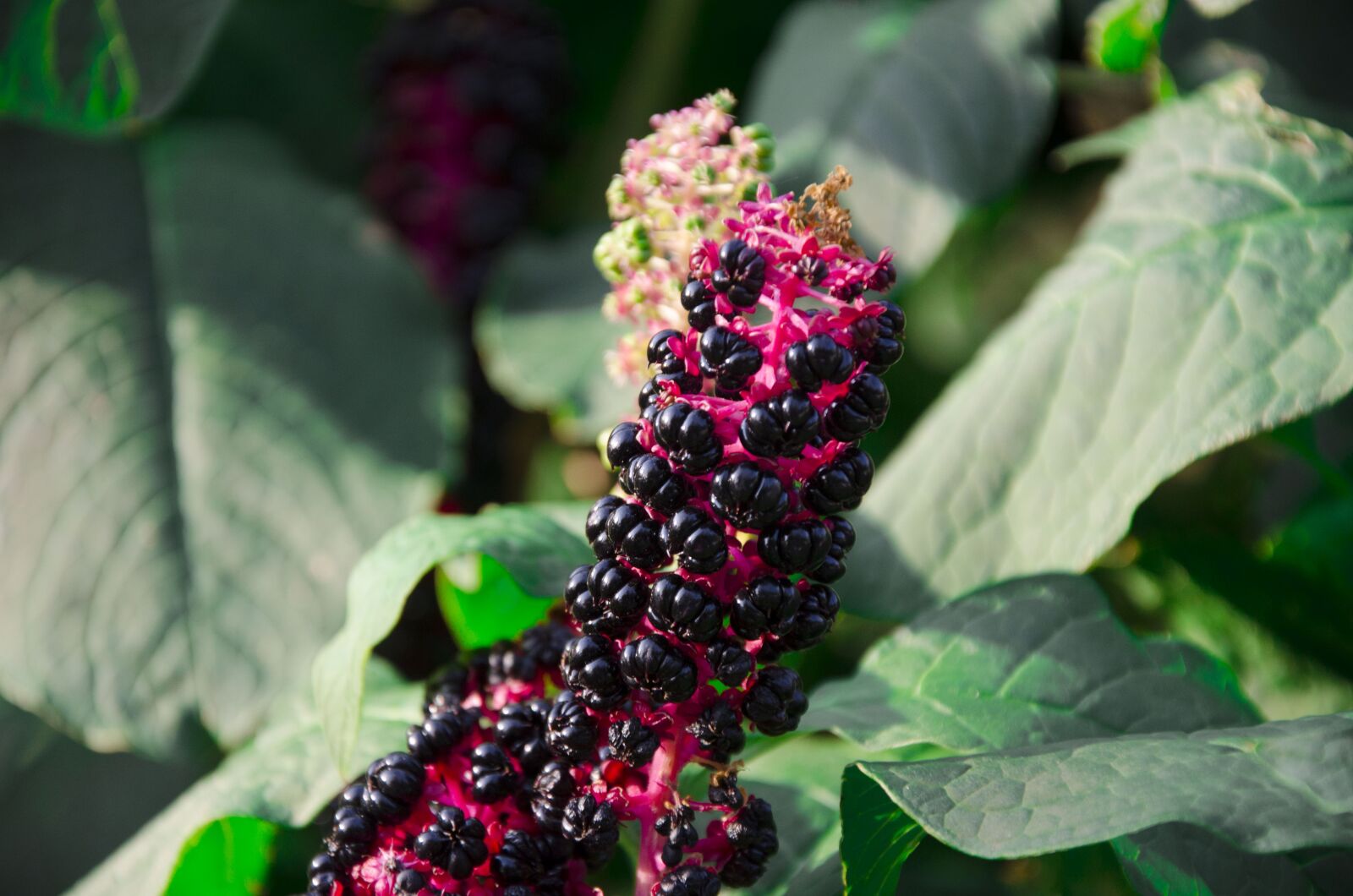 Nikon D7000 sample photo. Lakonos, pokeweed, plant photography