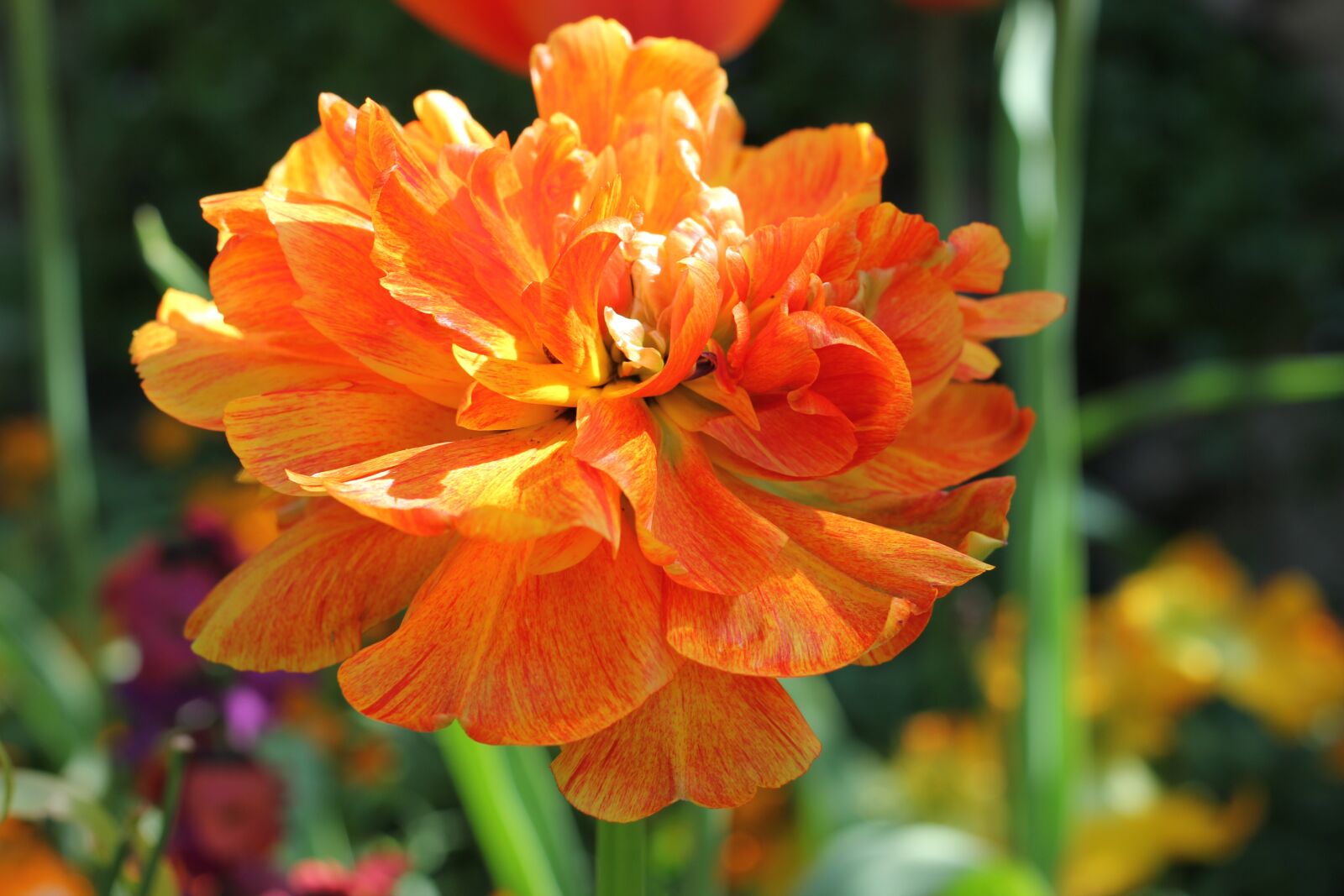 Canon EOS 550D (EOS Rebel T2i / EOS Kiss X4) sample photo. Blossom, bloom, orange photography
