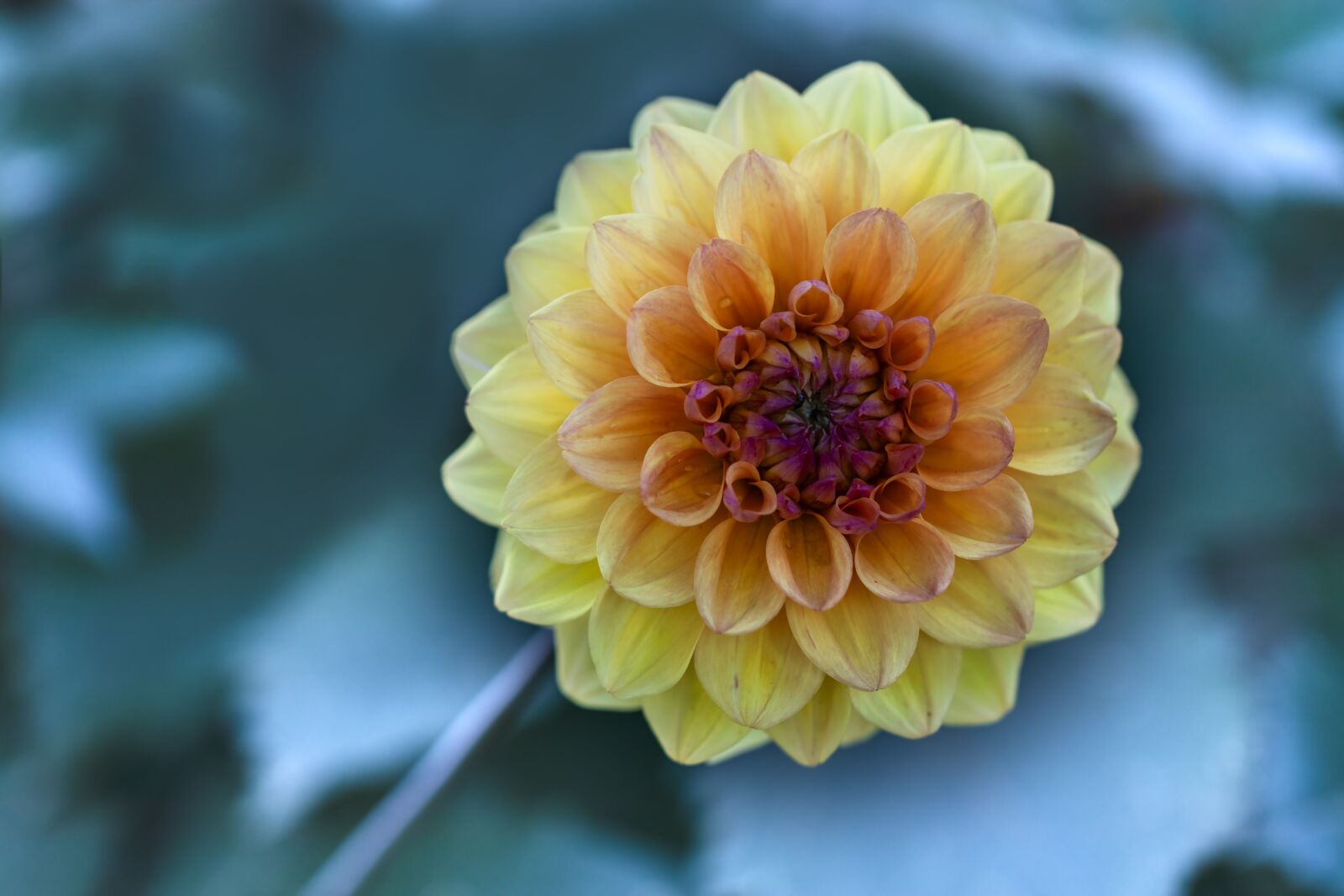 Canon EF 100mm F2.8L Macro IS USM sample photo. Flower, dahlia, petals photography