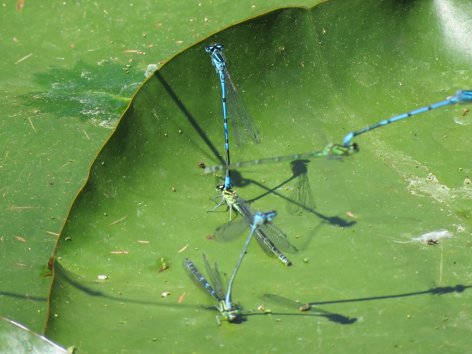 Canon PowerShot SX60 HS sample photo. Pond, dragonflies, dragonfly photography