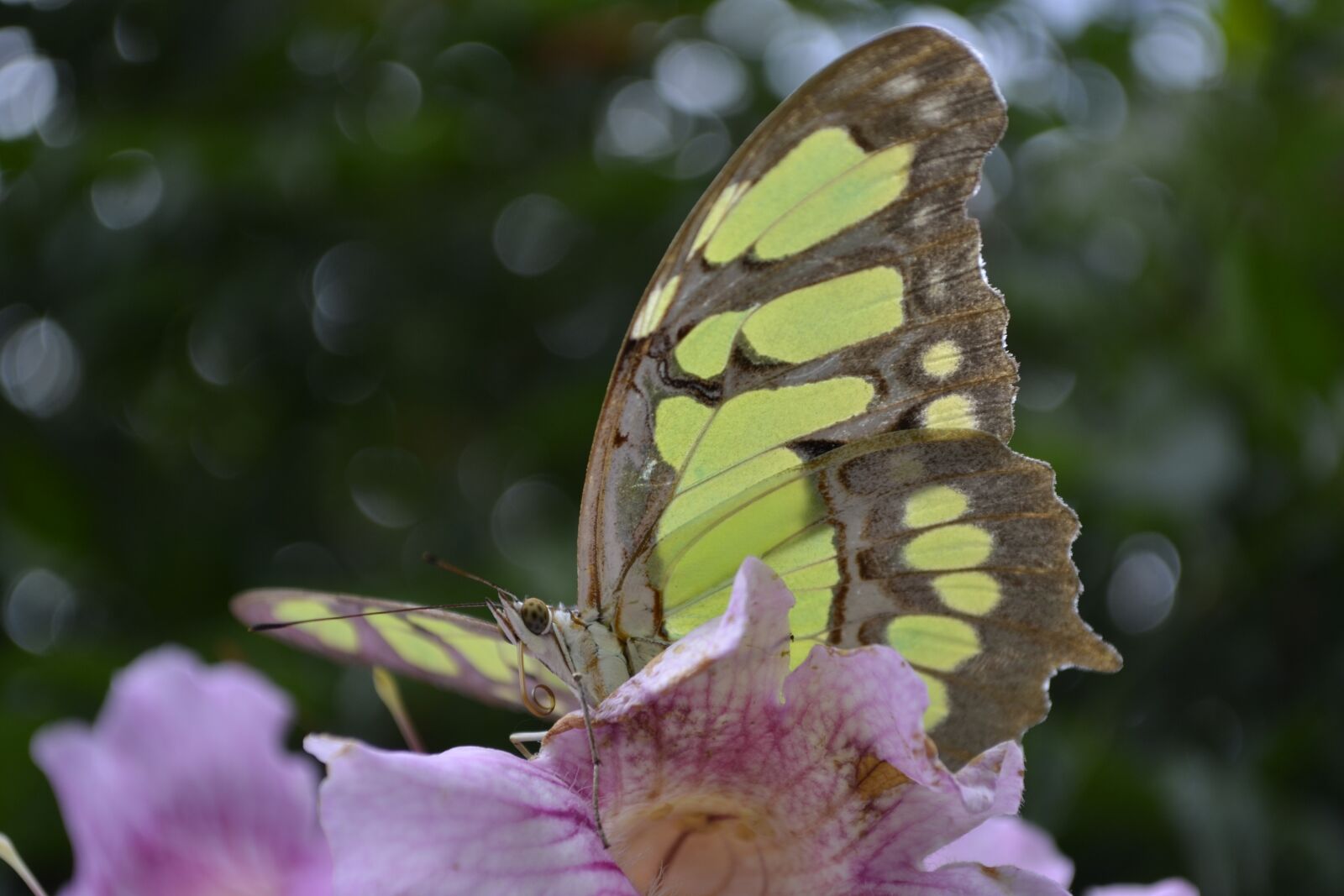 Nikon D3100 sample photo. Butterfly, green, insects photography