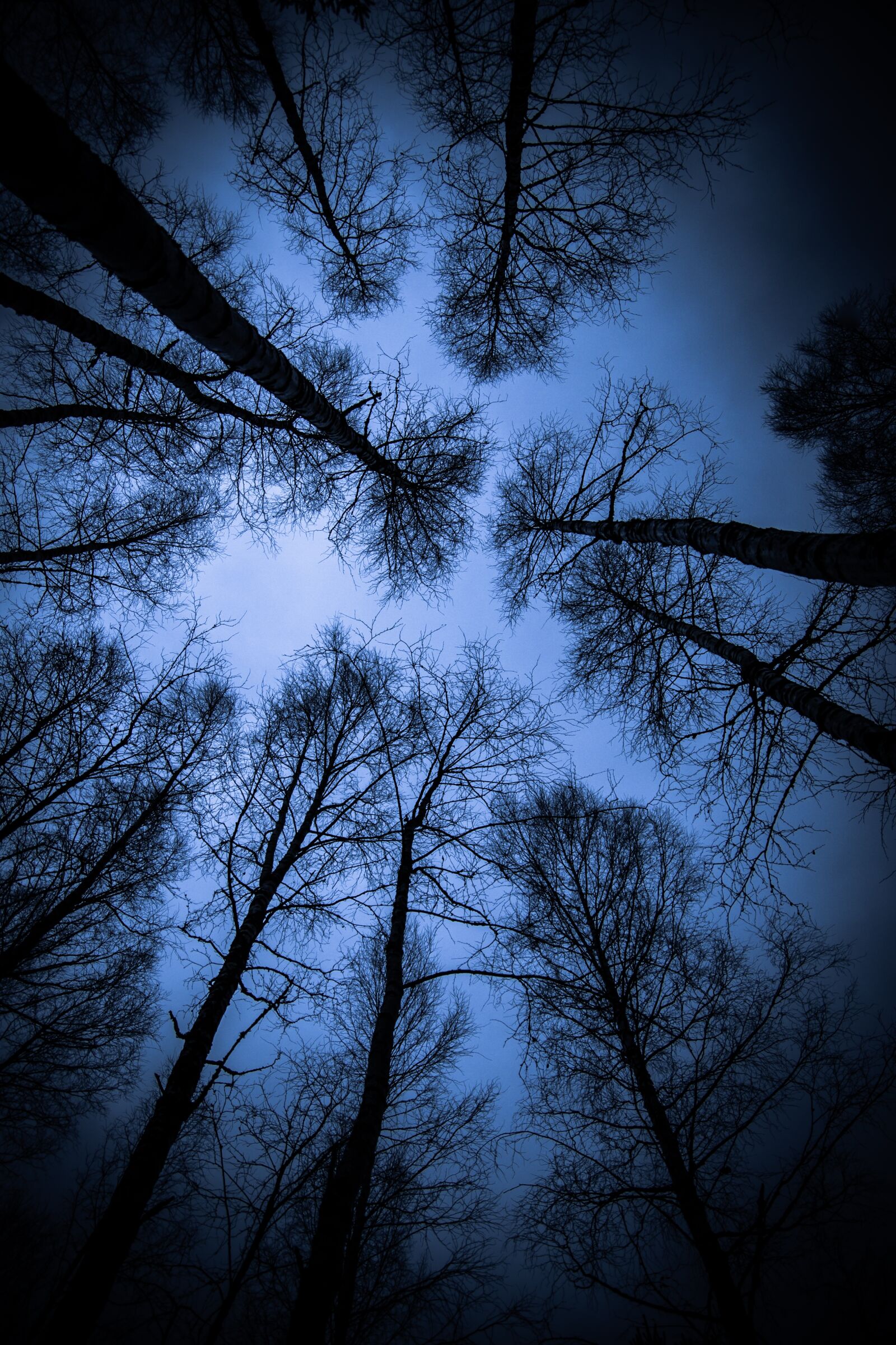 Canon EOS 50D sample photo. Wood, from top to photography
