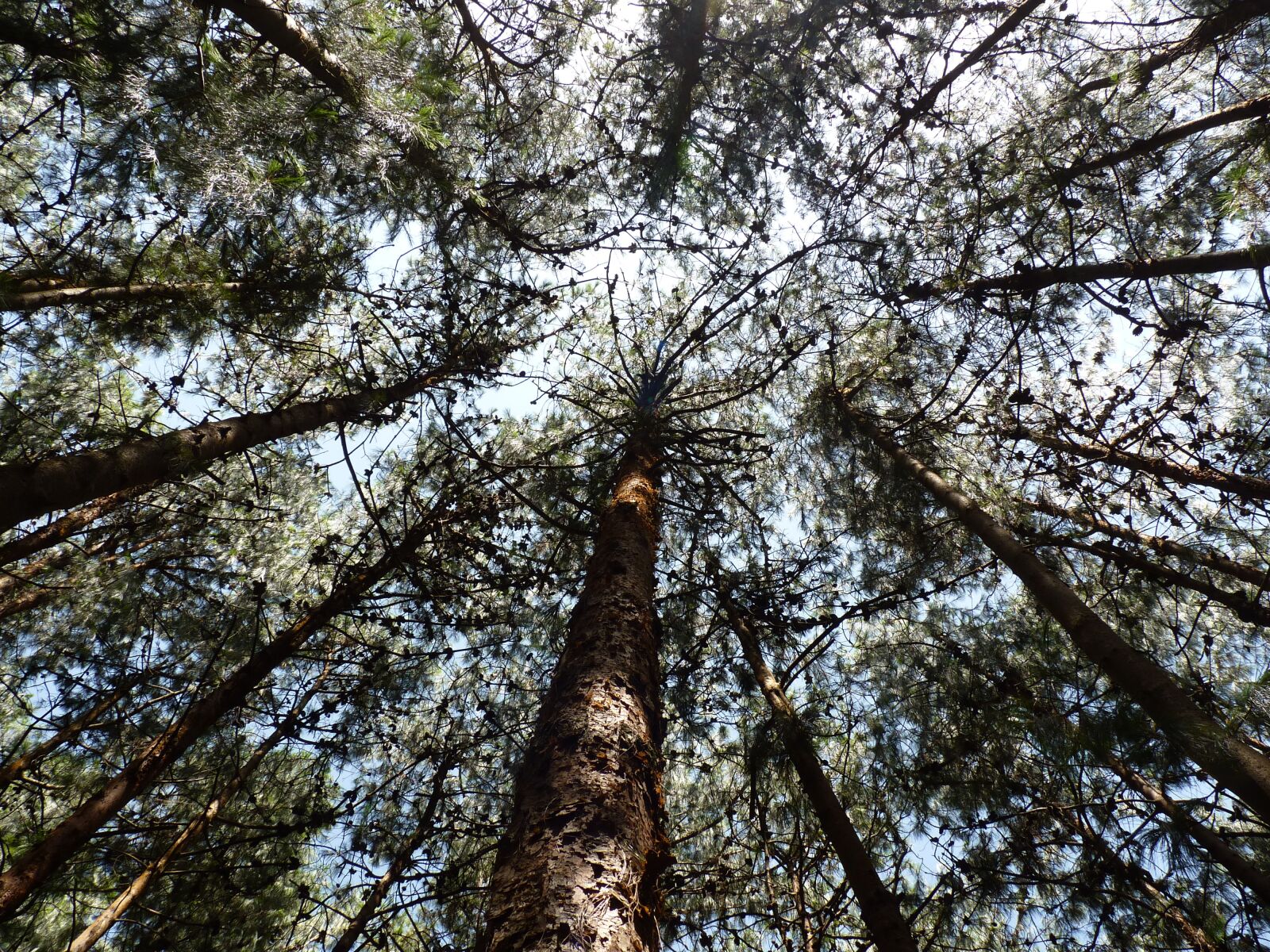 Panasonic Lumix DMC-FZ35 (Lumix DMC-FZ38) sample photo. Trees, pine, sky photography