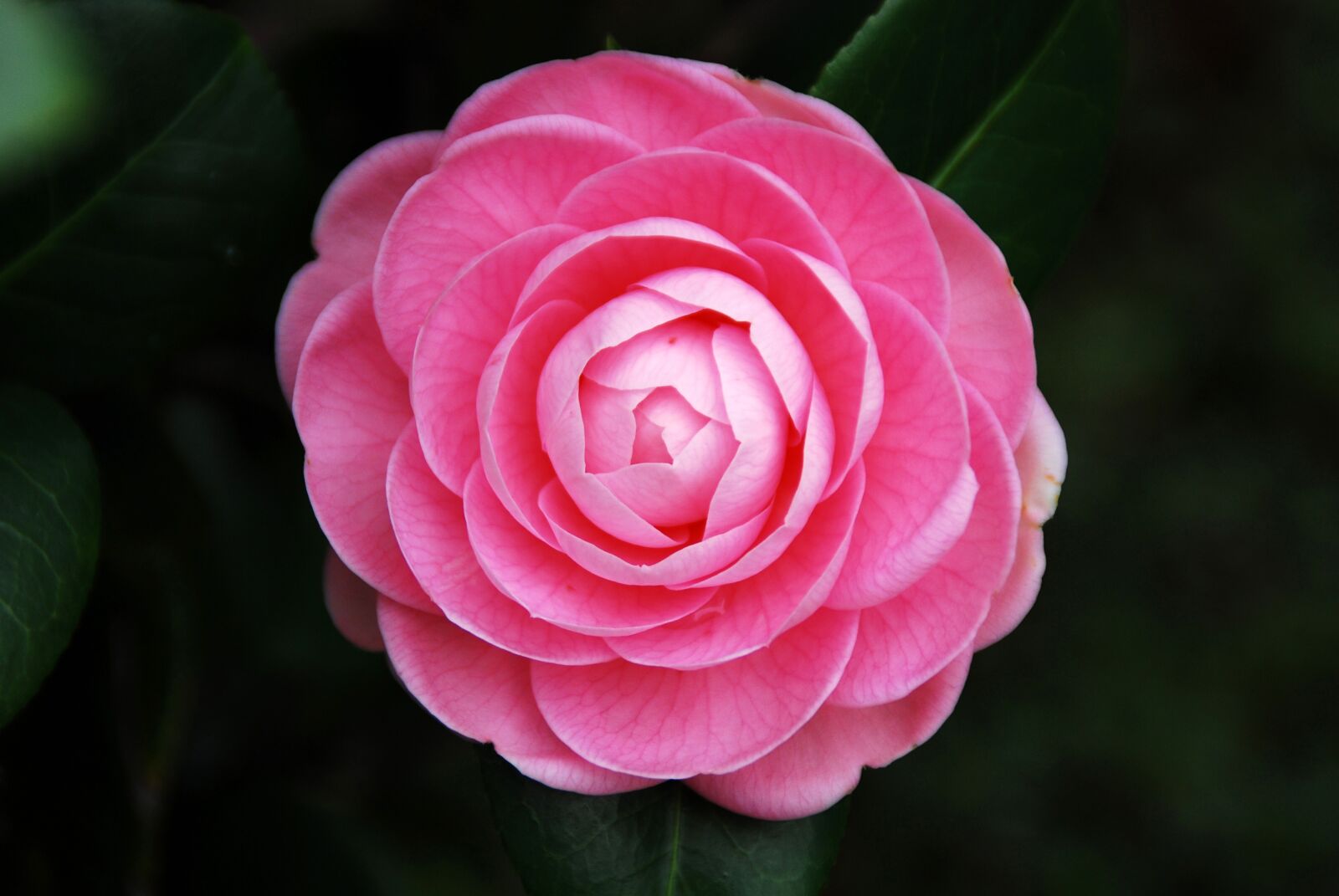 Nikon D40X sample photo. Camellia, flower, pink photography
