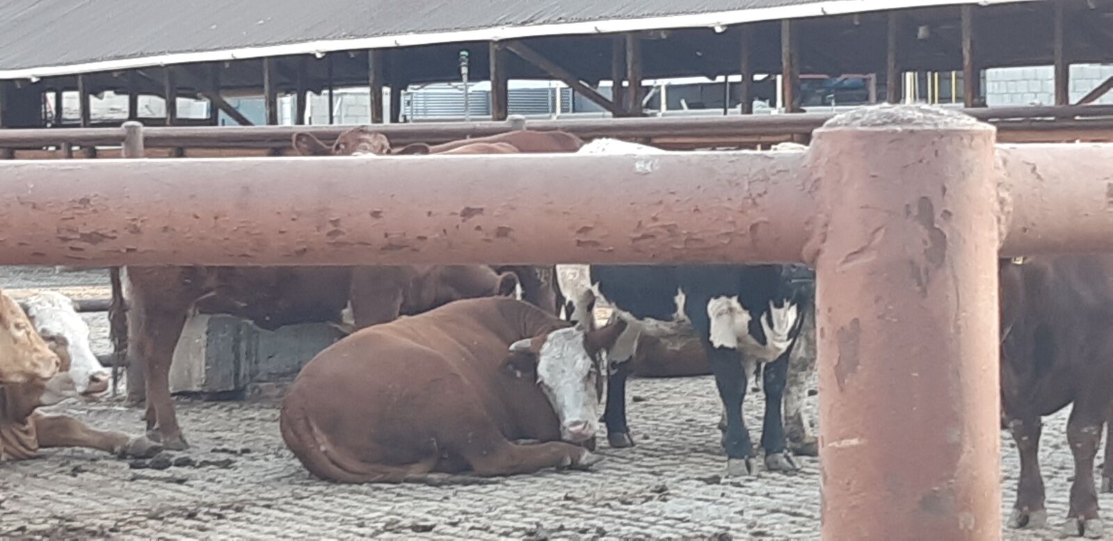 Samsung Galaxy A8(2018) sample photo. Cow, slaughterhouse, pen photography