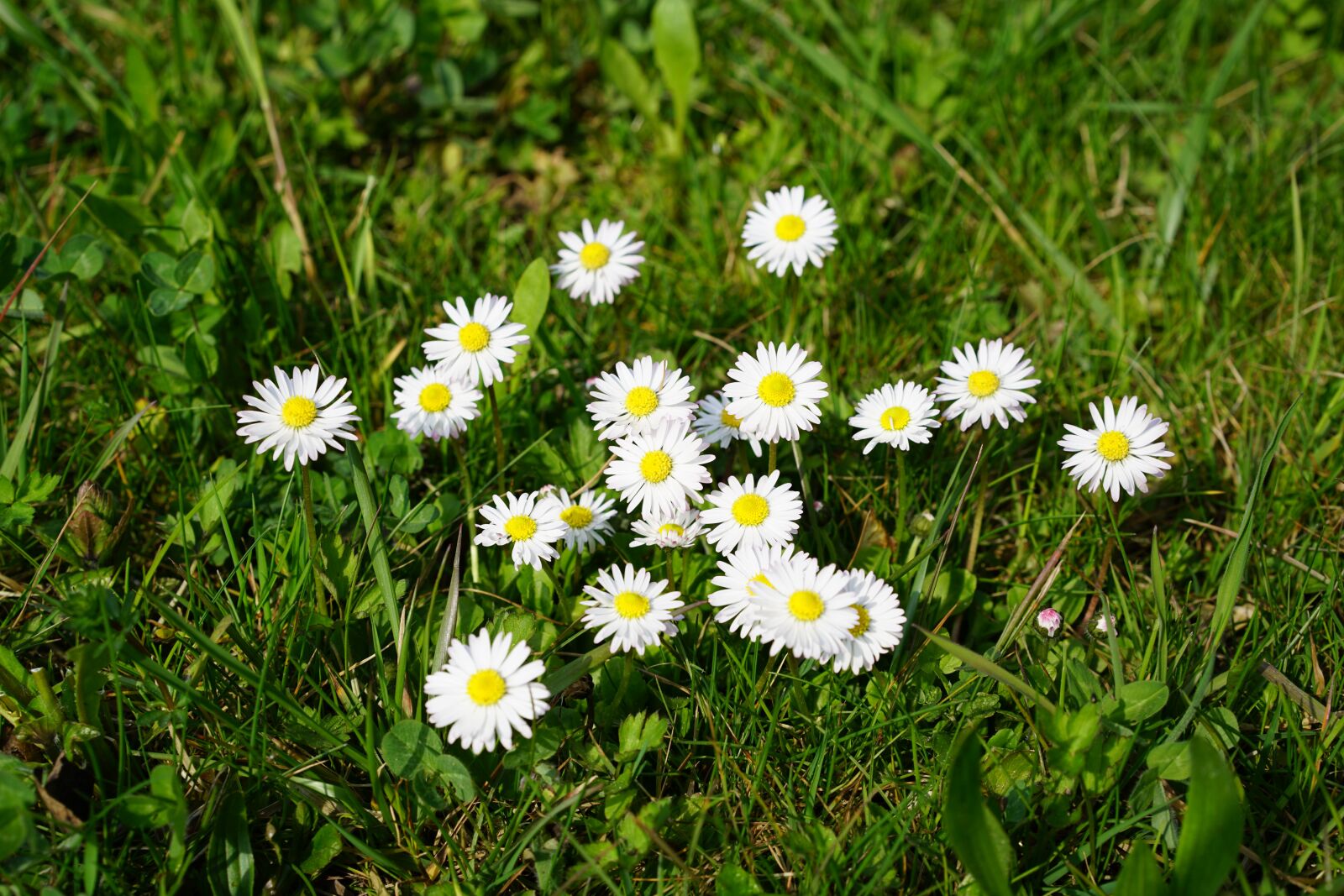 Sony Sonnar T* FE 55mm F1.8 ZA sample photo. Daisy, flower, blossom photography