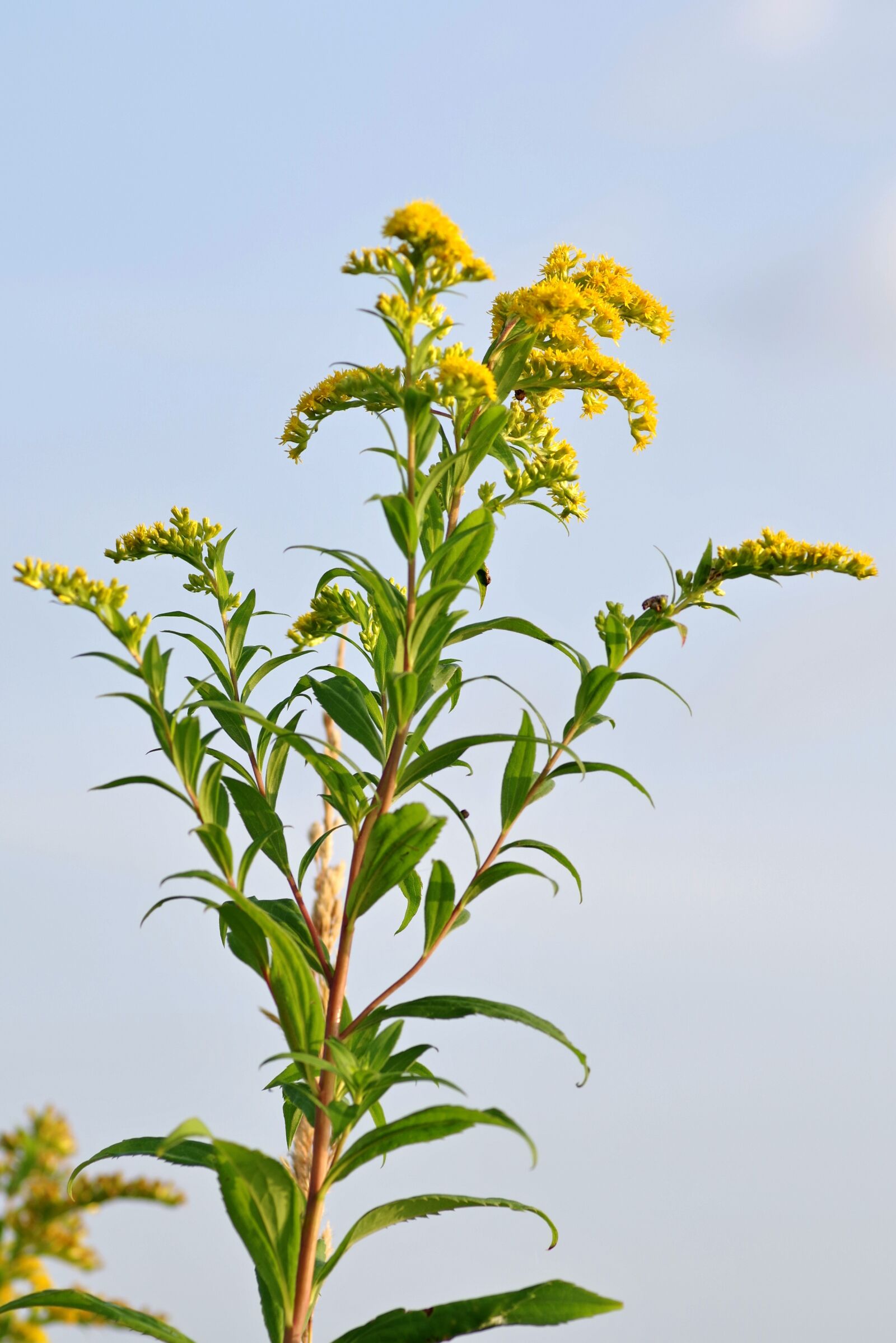 Pentax K-S2 sample photo. Goldenrod, yellow, flowers photography