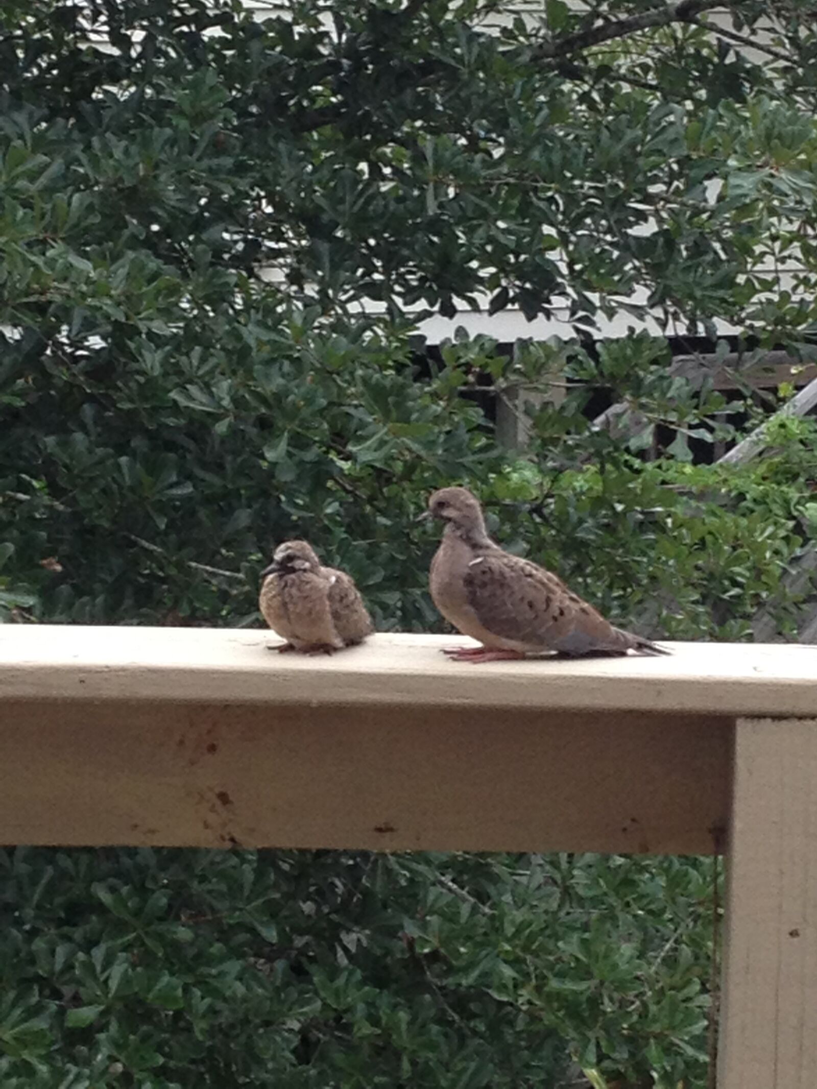 iPhone 4S back camera 4.28mm f/2.4 sample photo. Learning, to, fly, doves photography