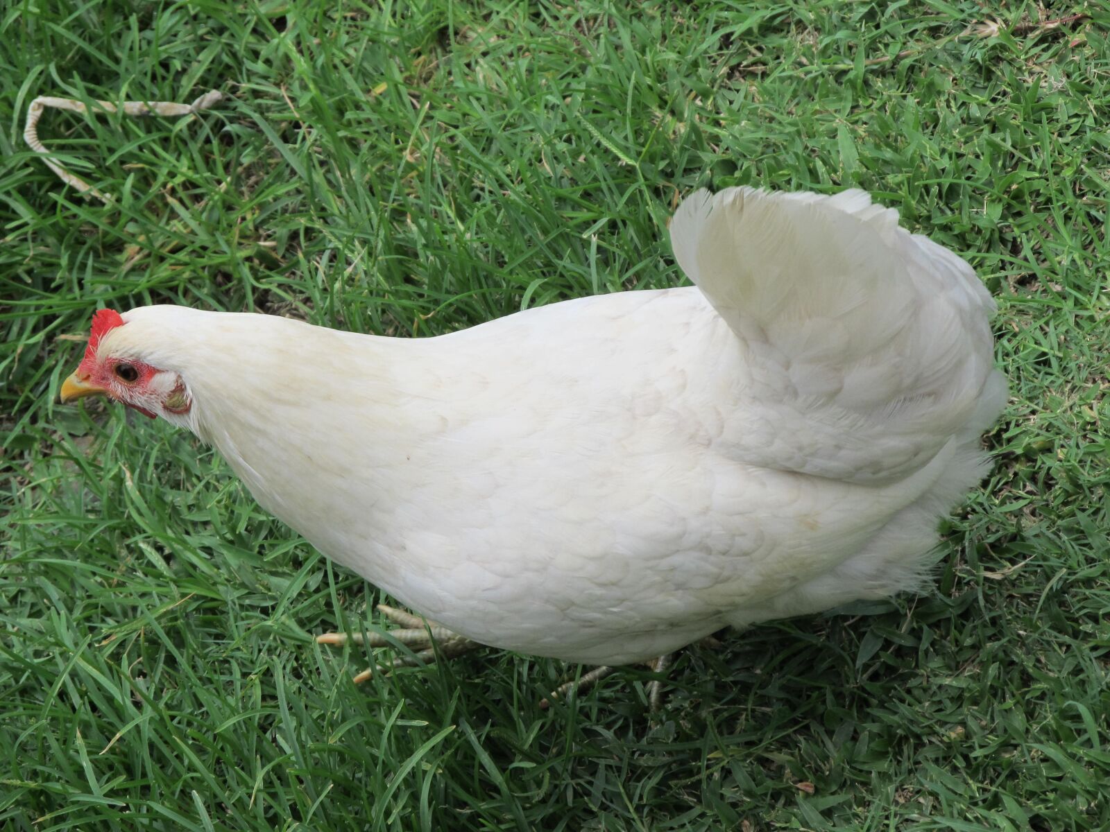 Canon PowerShot SX130 IS sample photo. Chicken, white chicken, animal photography