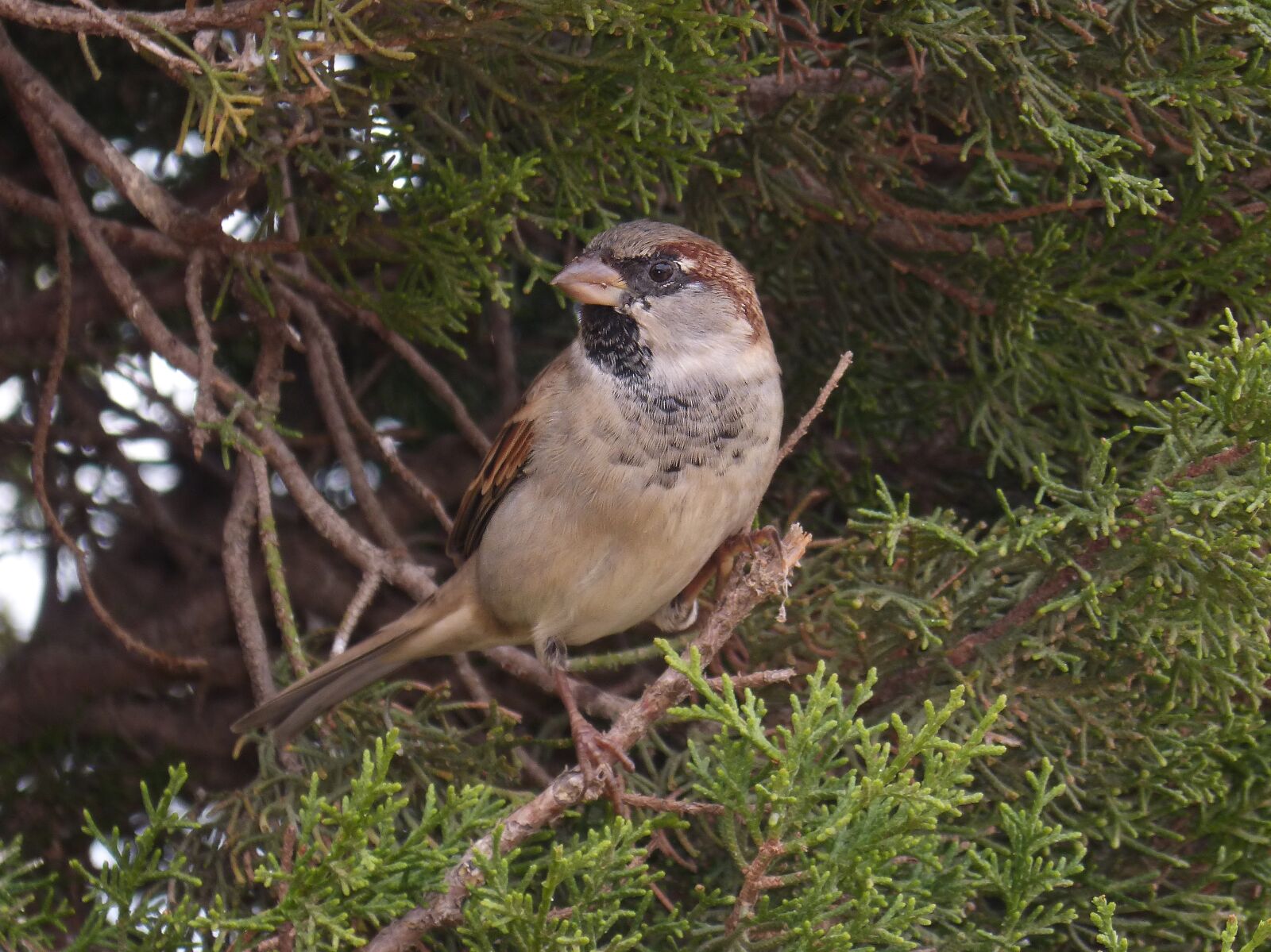 Panasonic DMC-FZ62 sample photo. Sparrow, seto, bird photography
